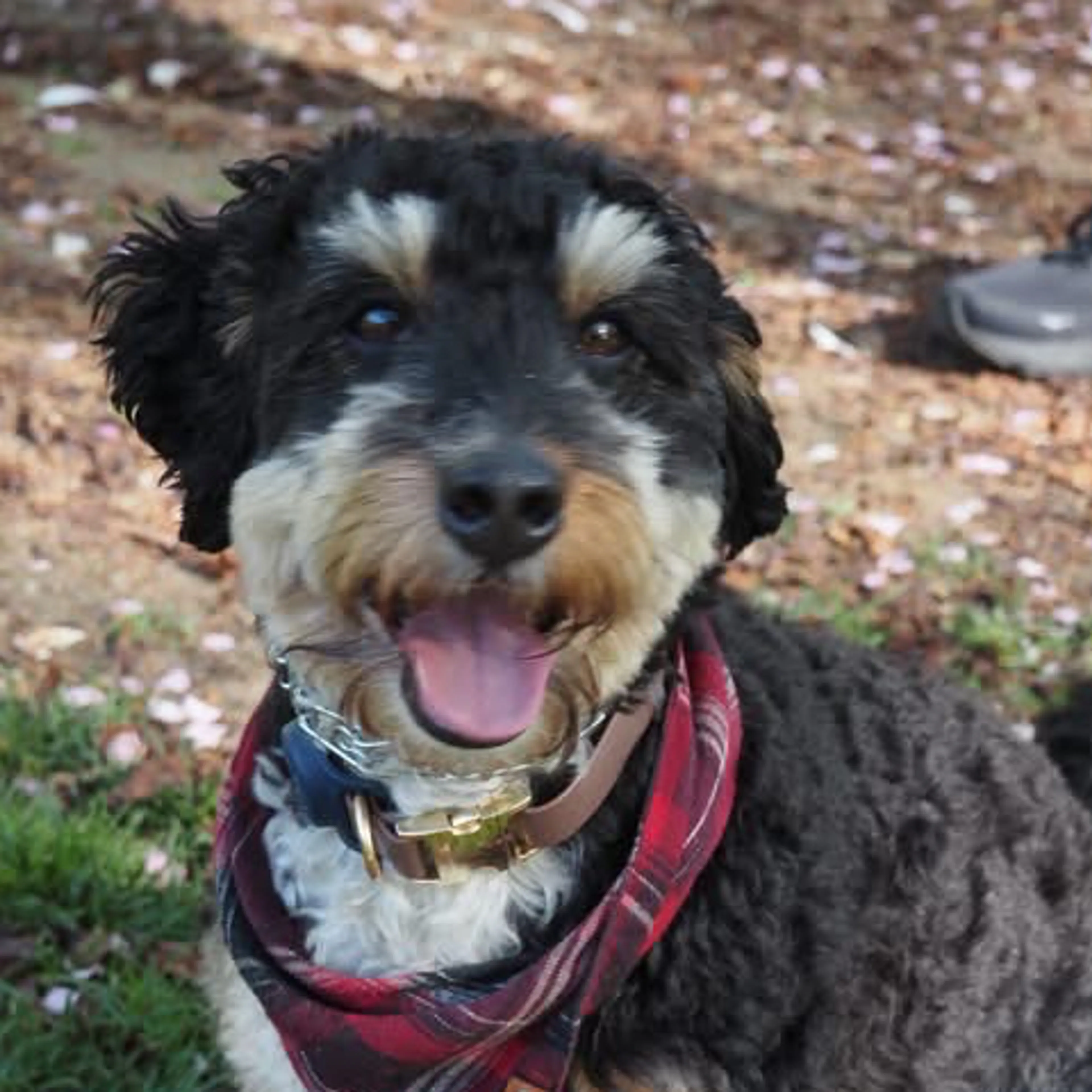 Lost pet-2