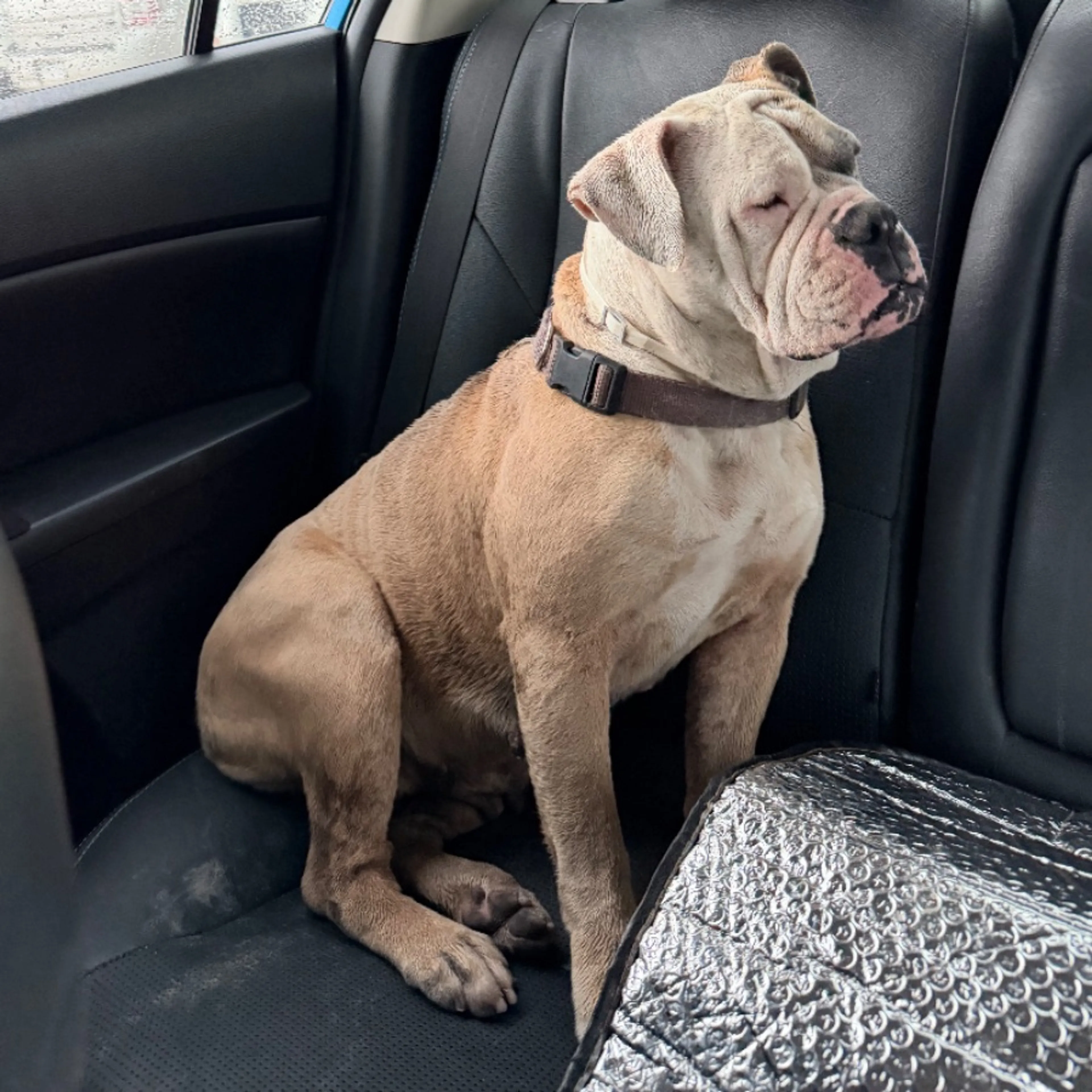 Found pet