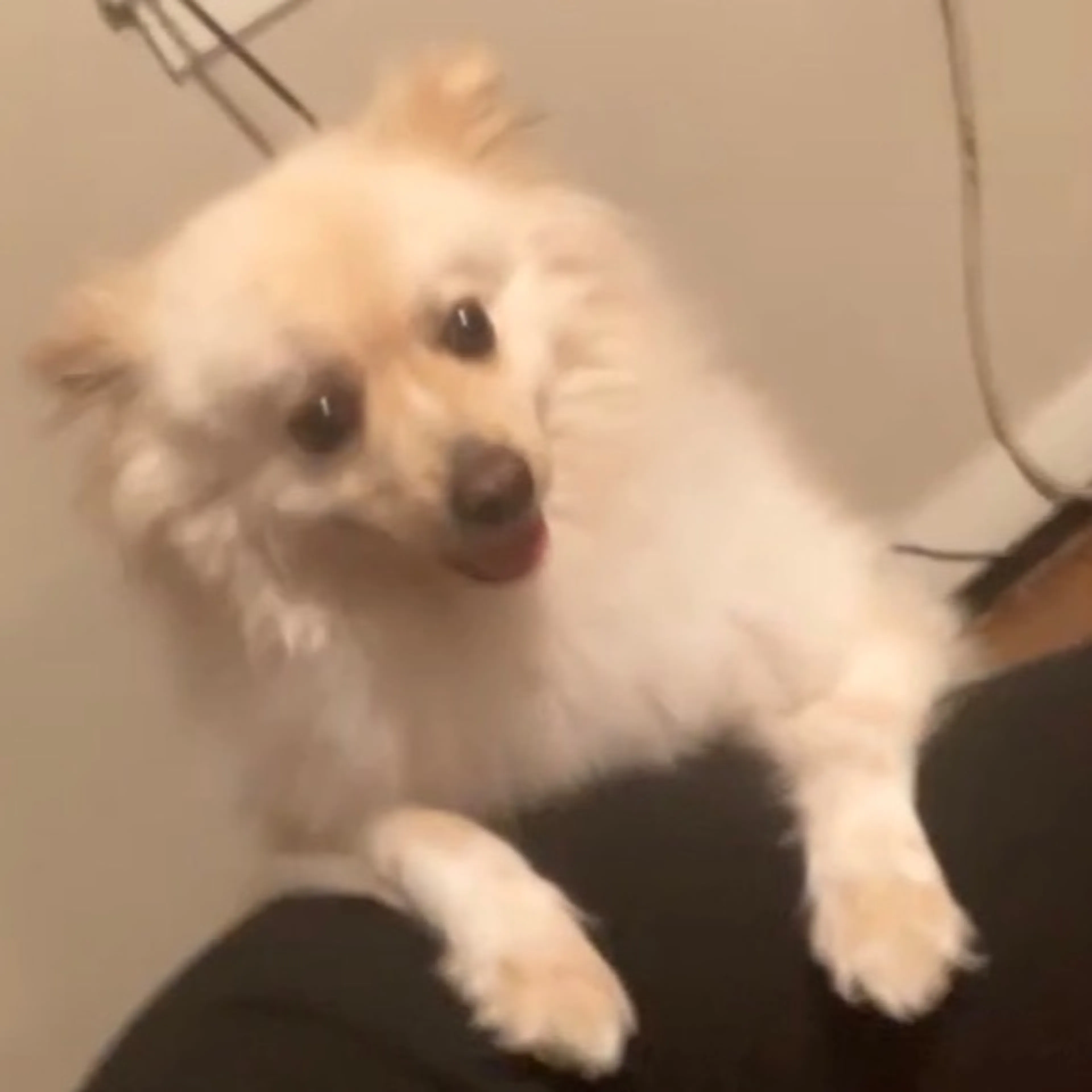 Lost pet
