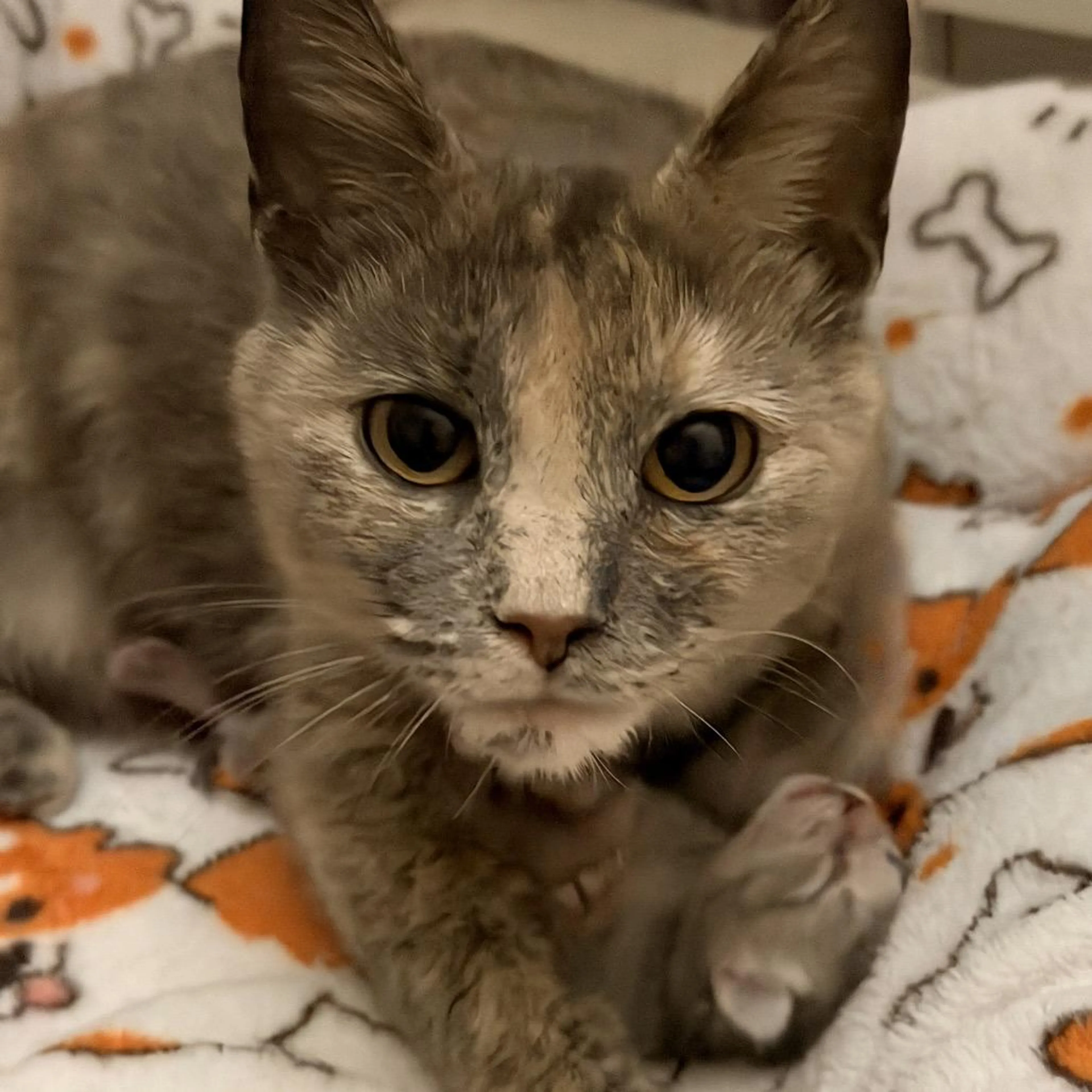 Found pet-1