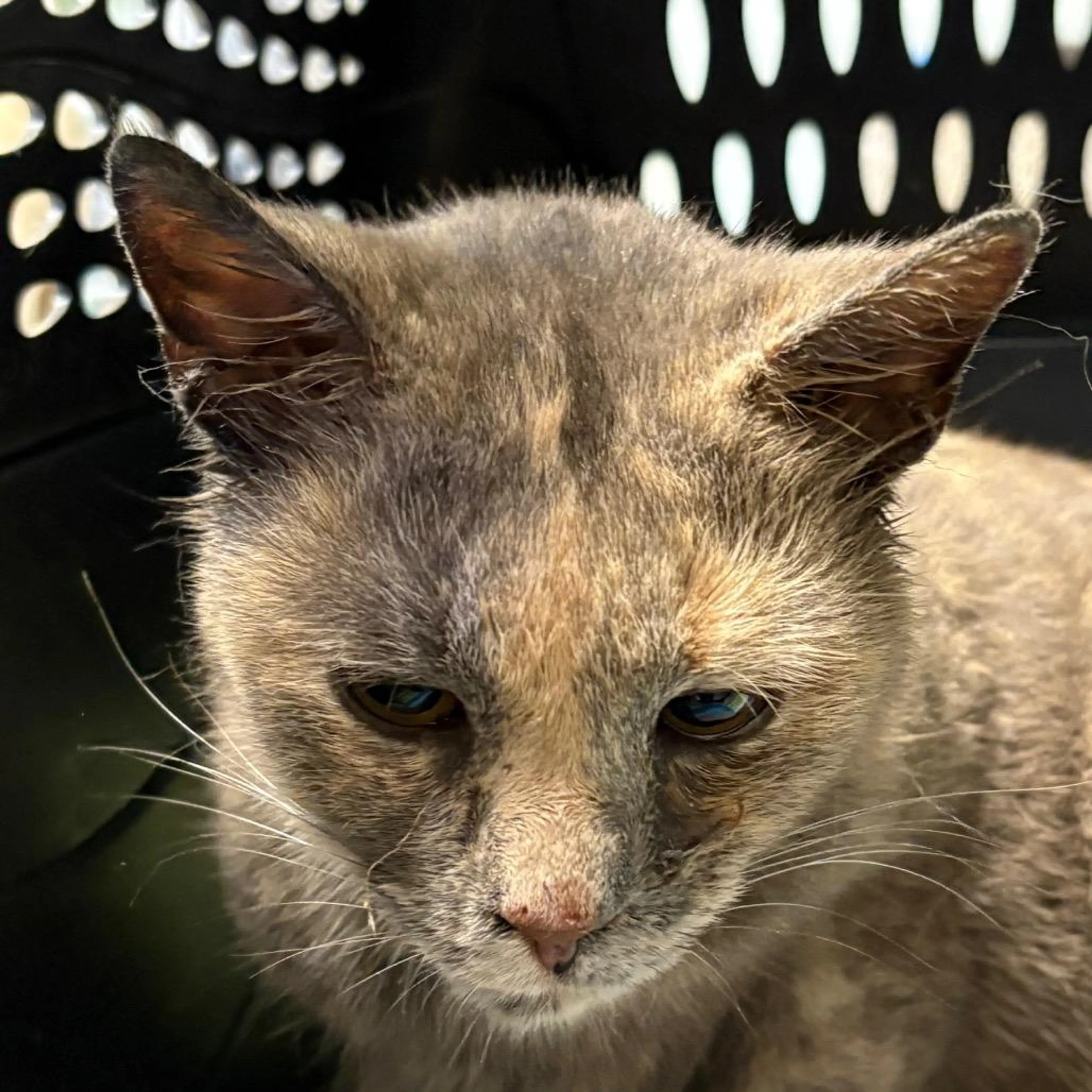 Found pet-0