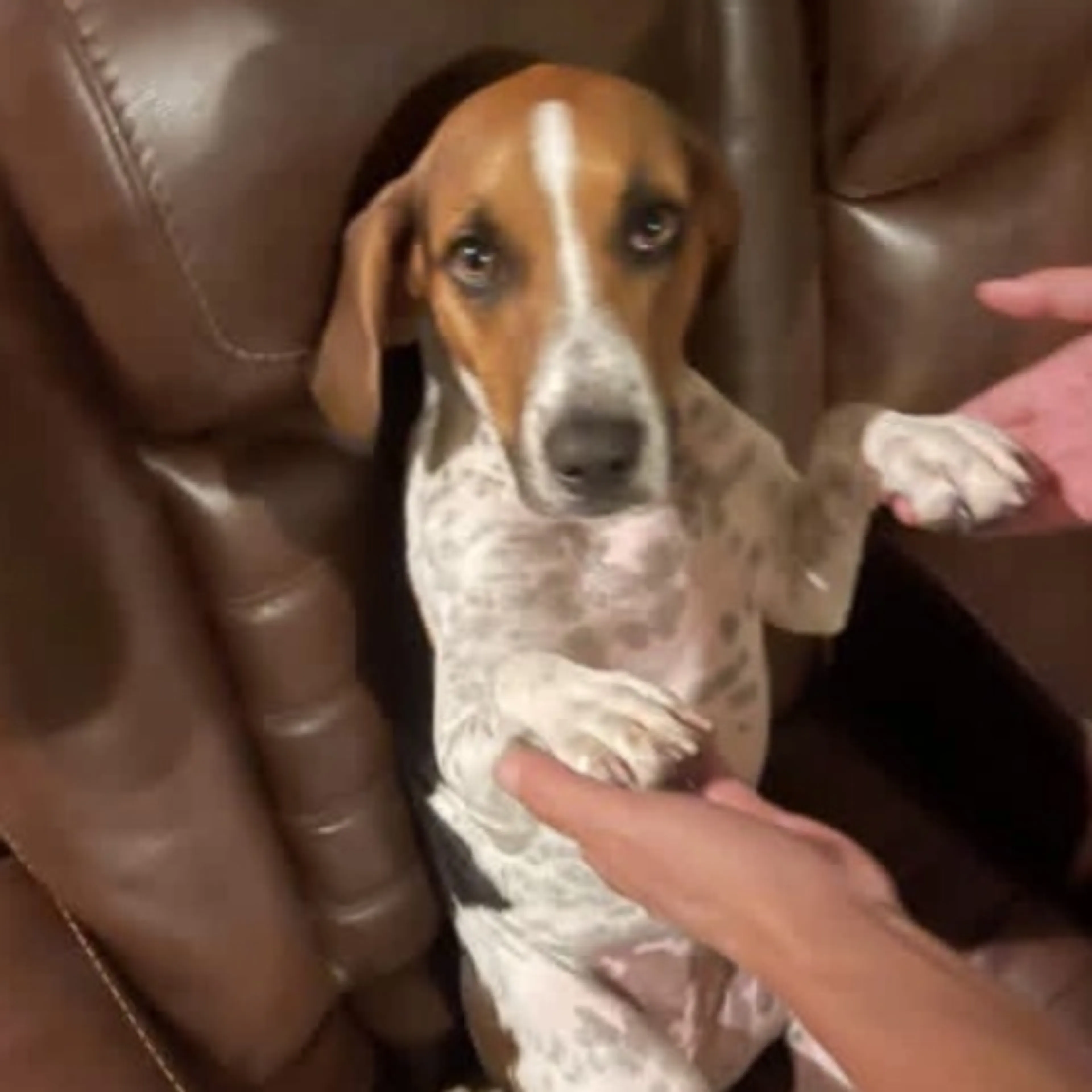 Lost pet