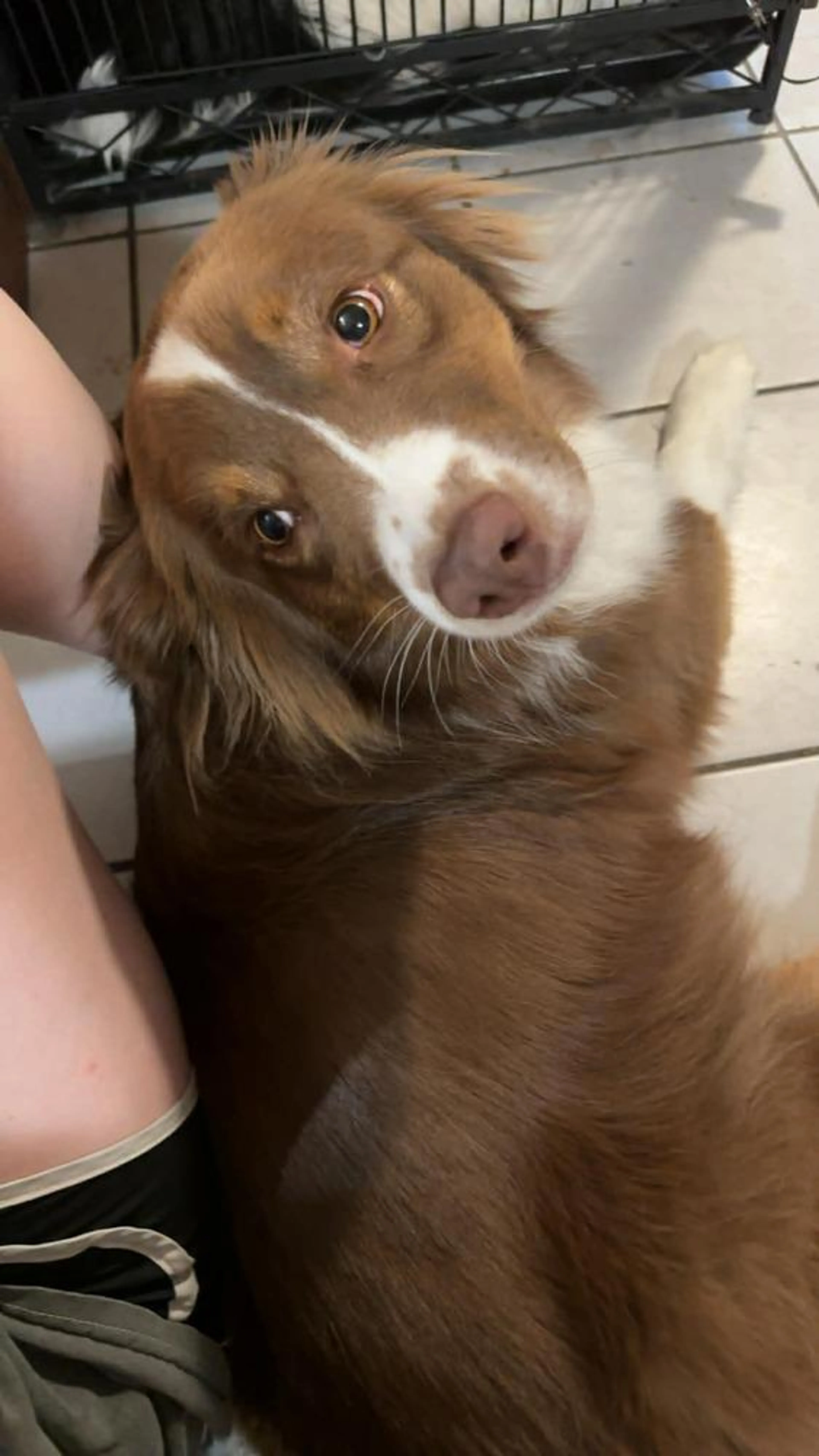Found pet-0