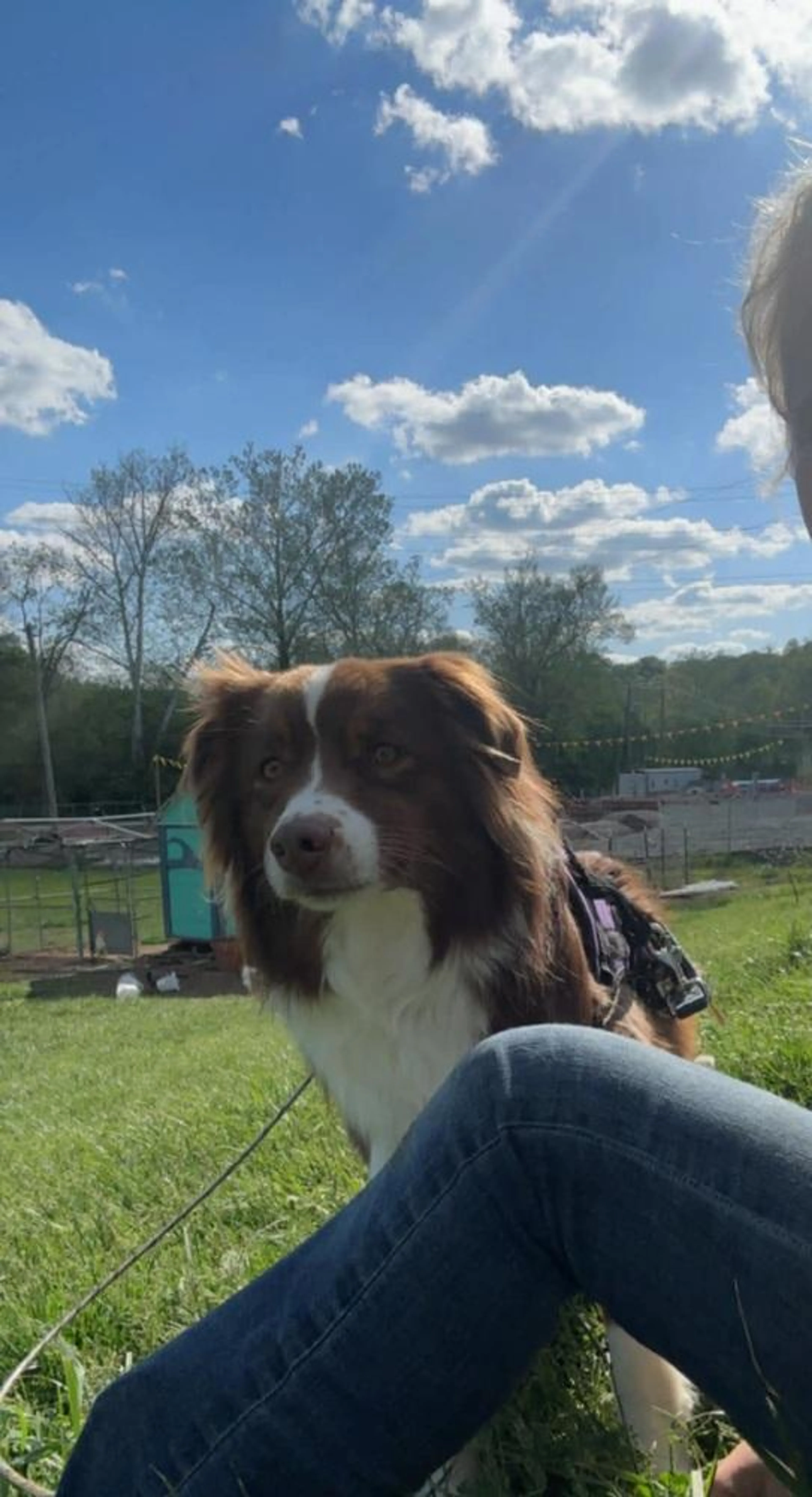 Found pet-4