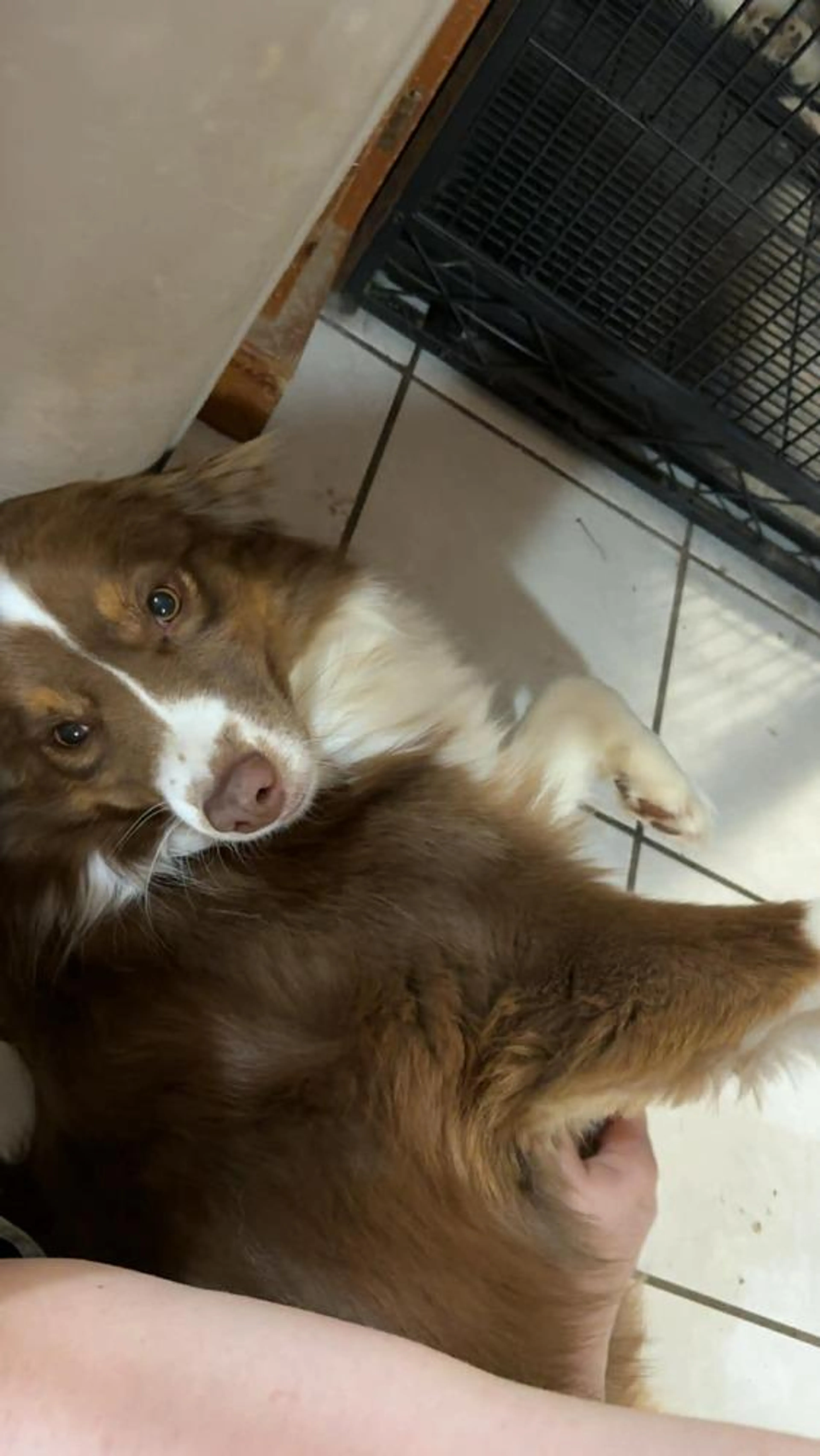 Found pet-1