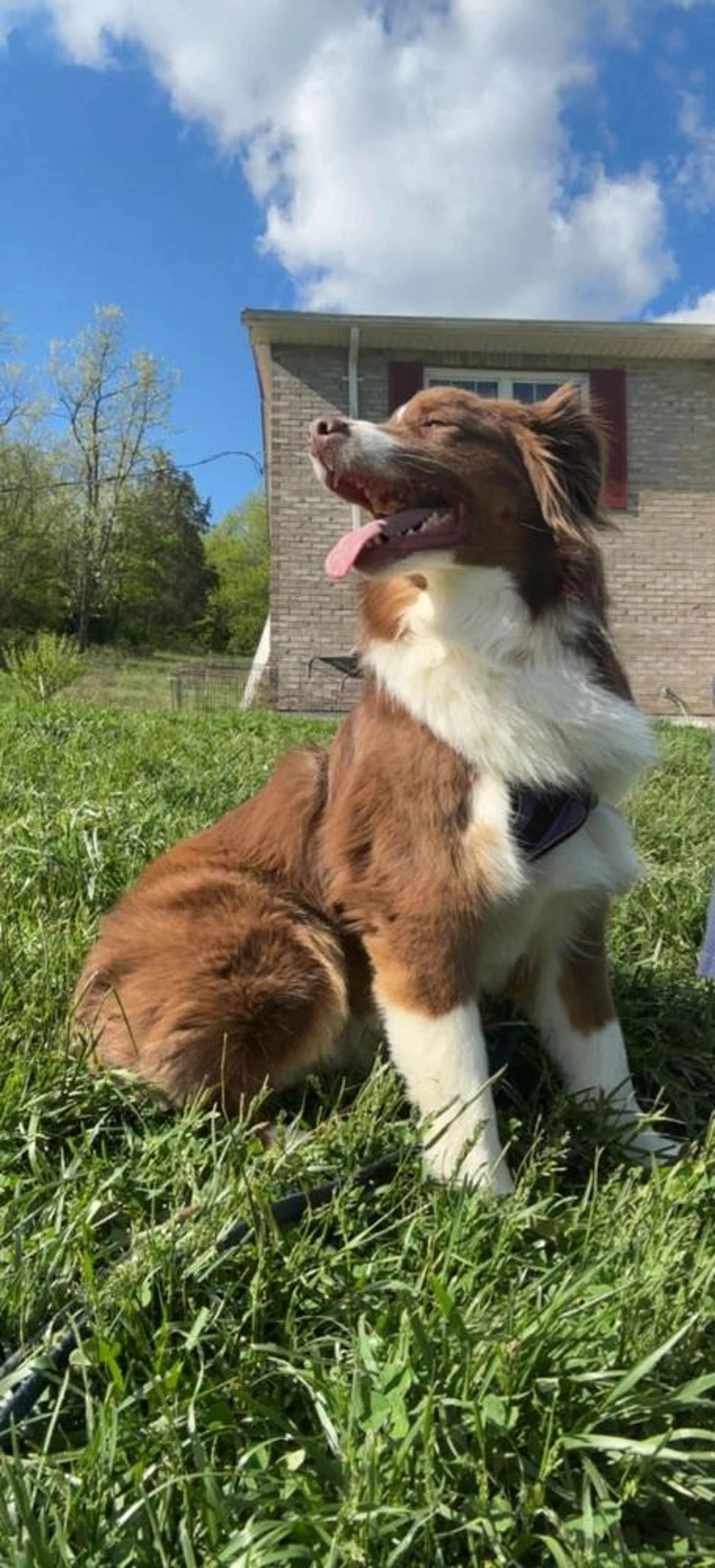Found pet-3