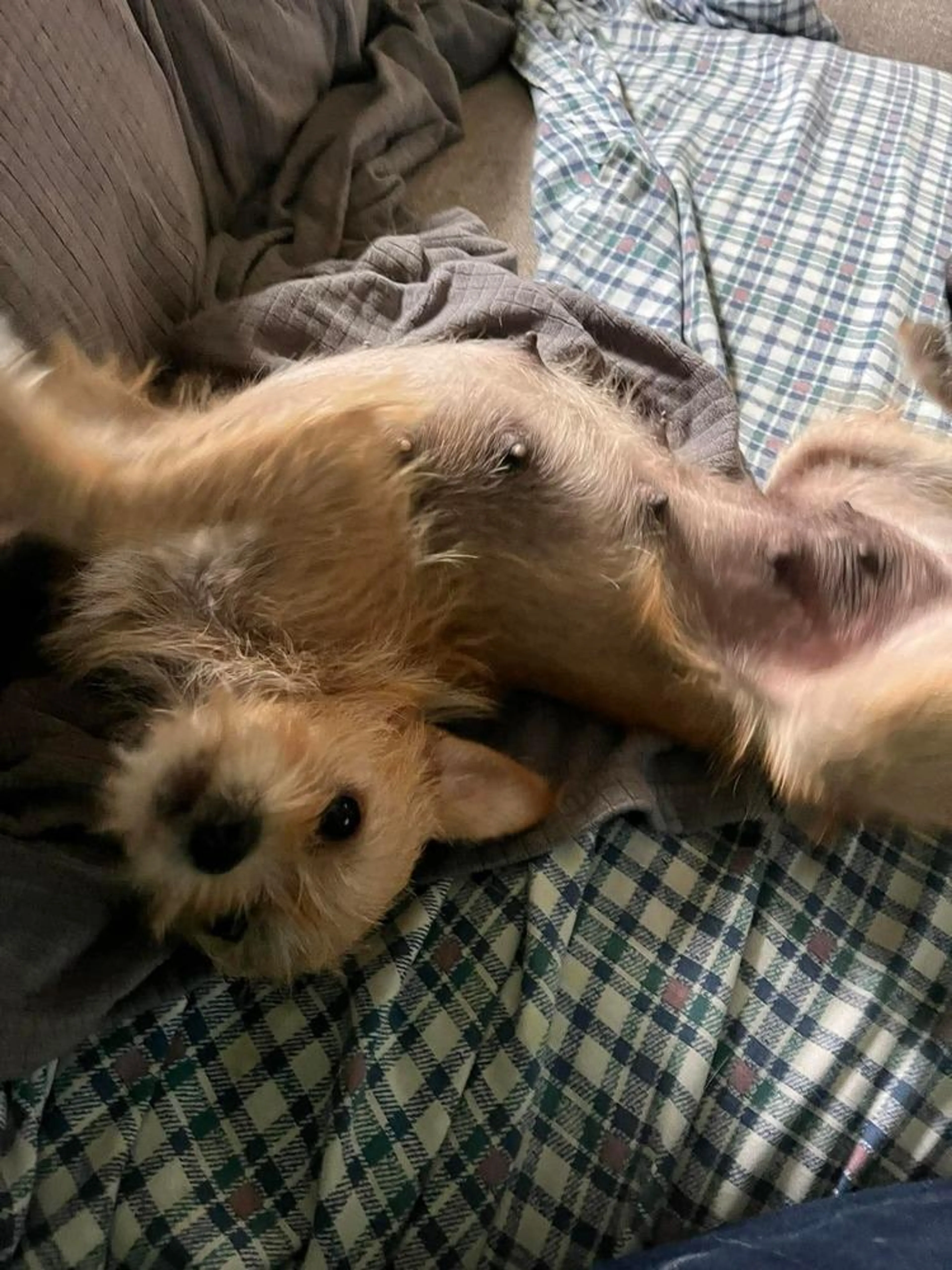 Found pet-4