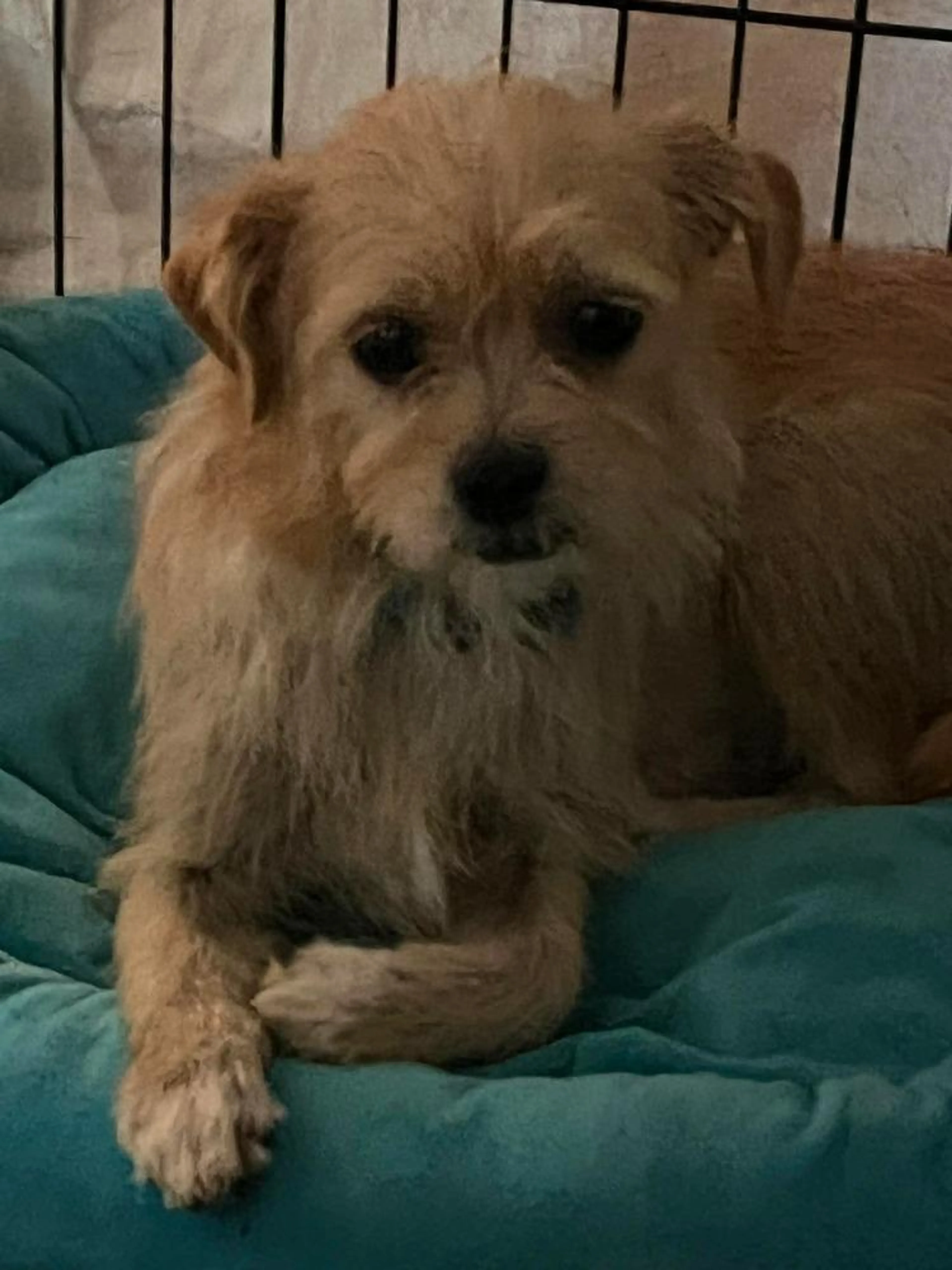Found pet-1