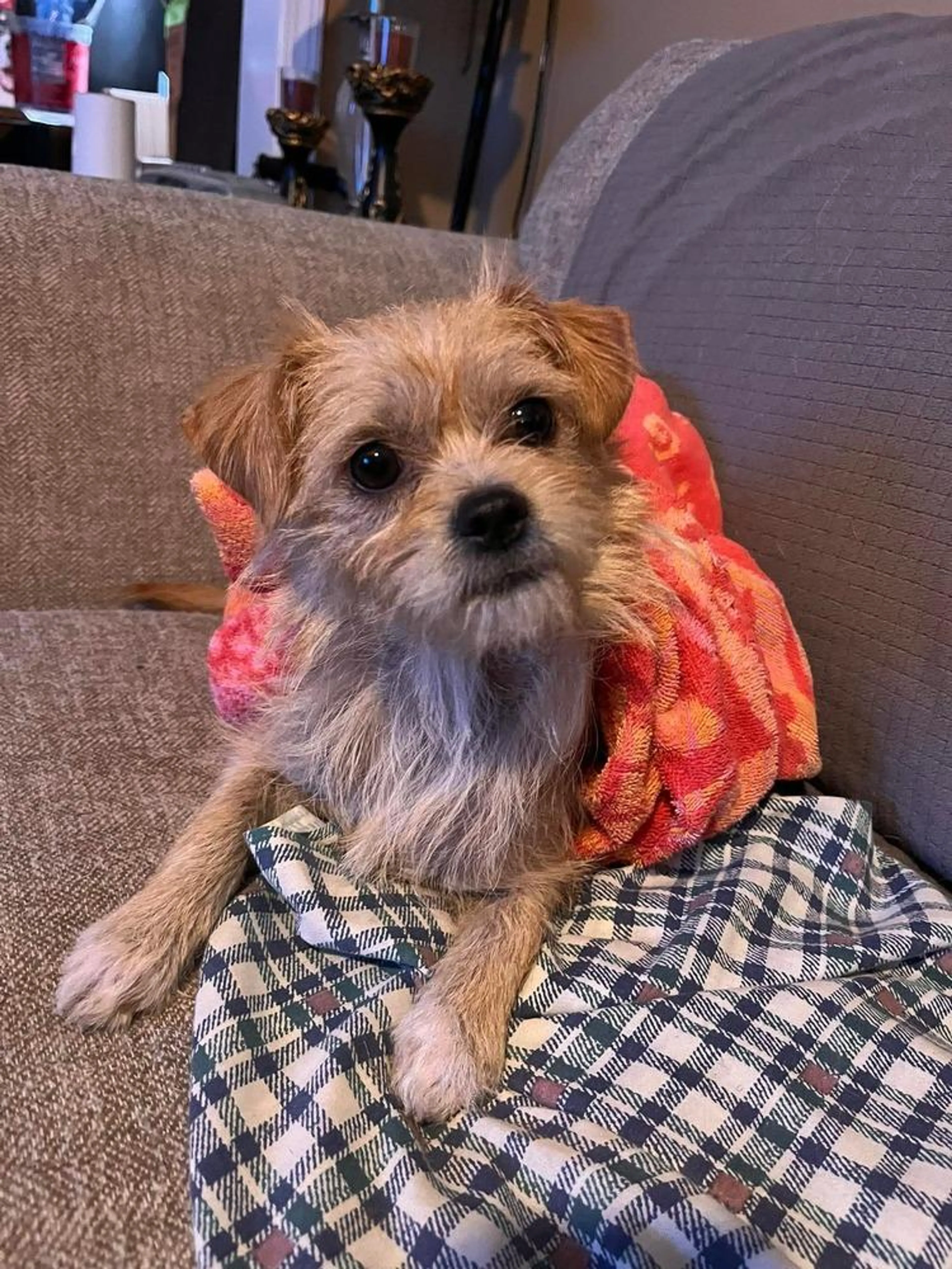 Found pet-2