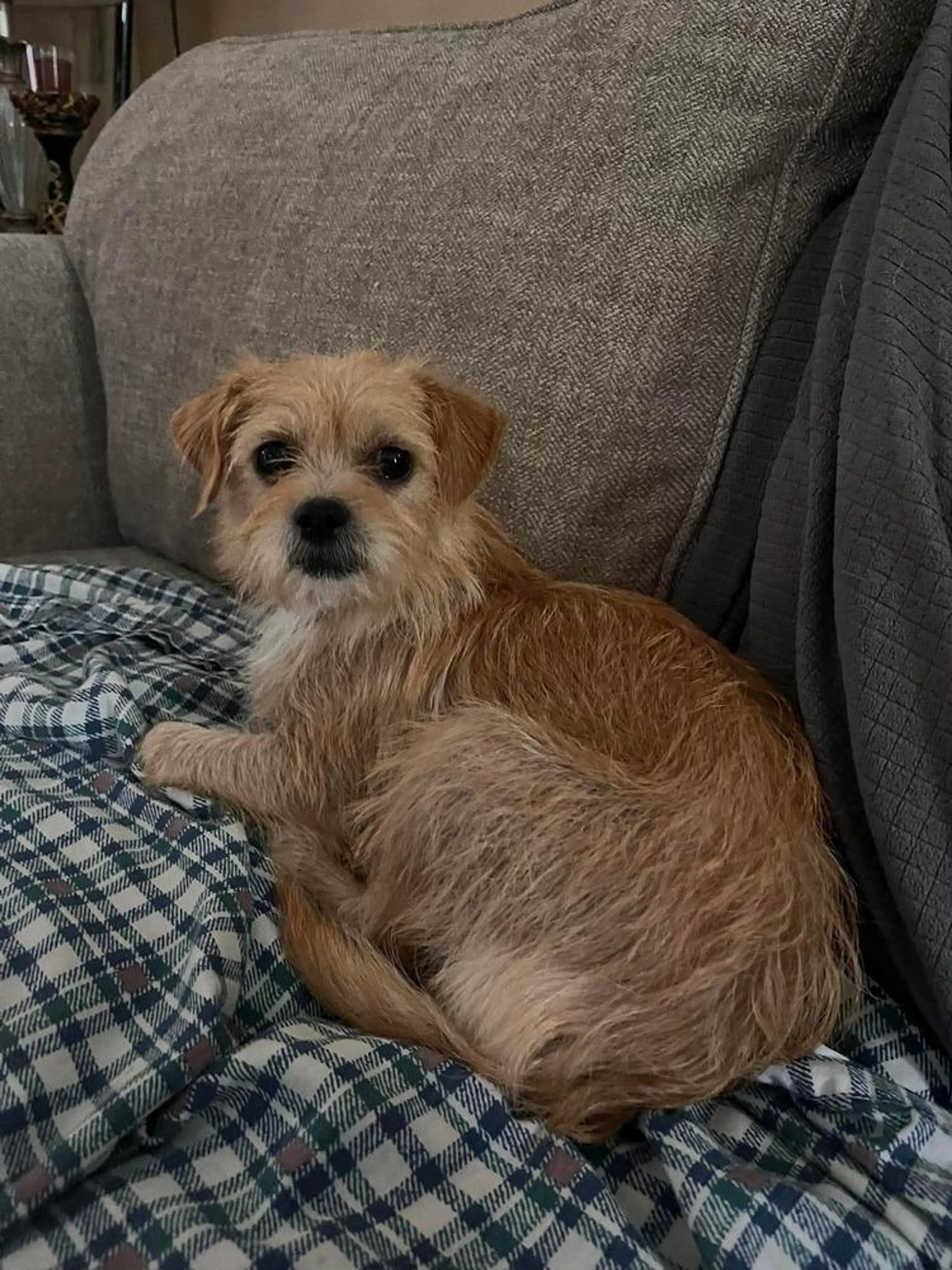 Found pet-5
