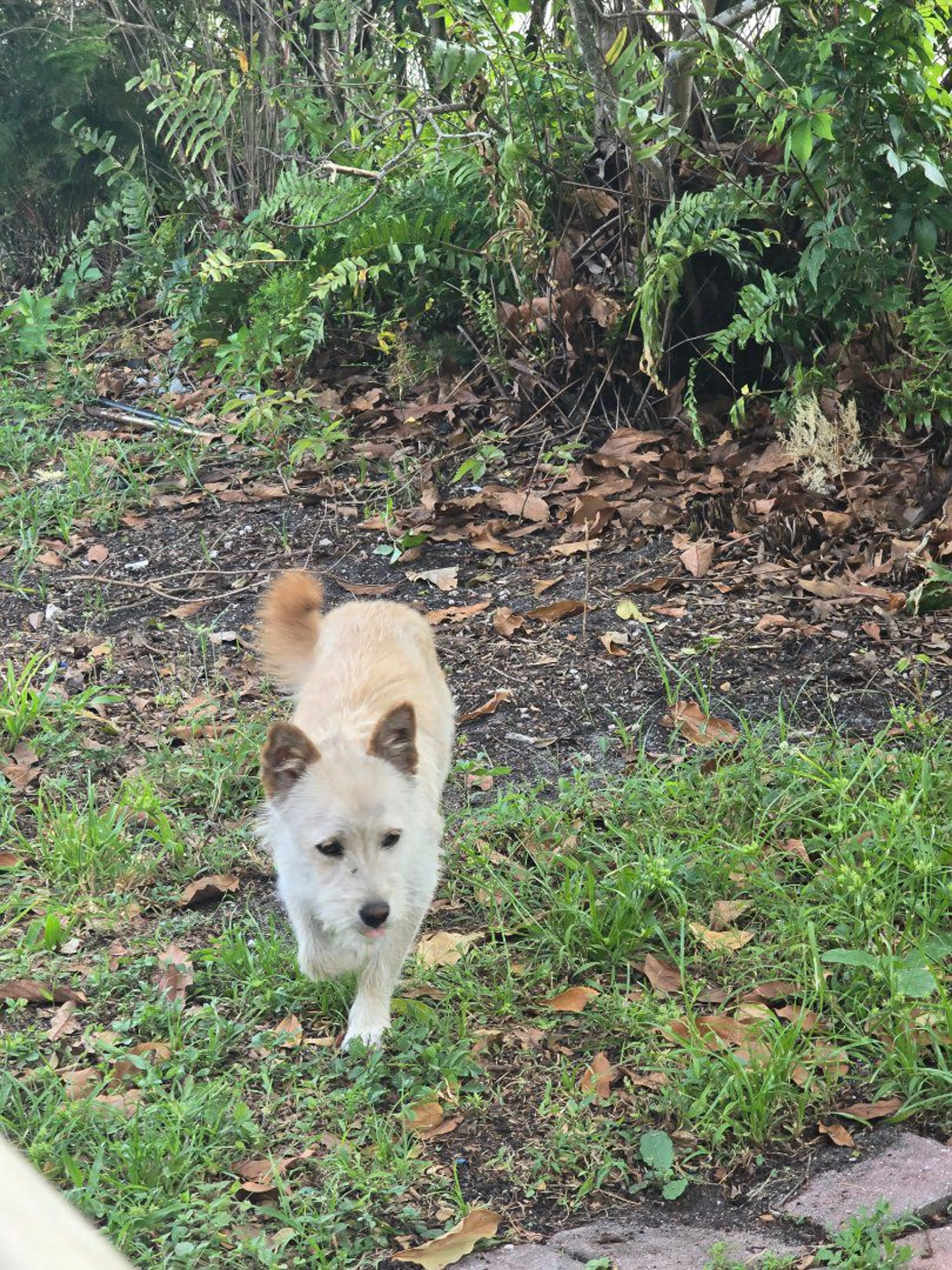 Lost pet-0