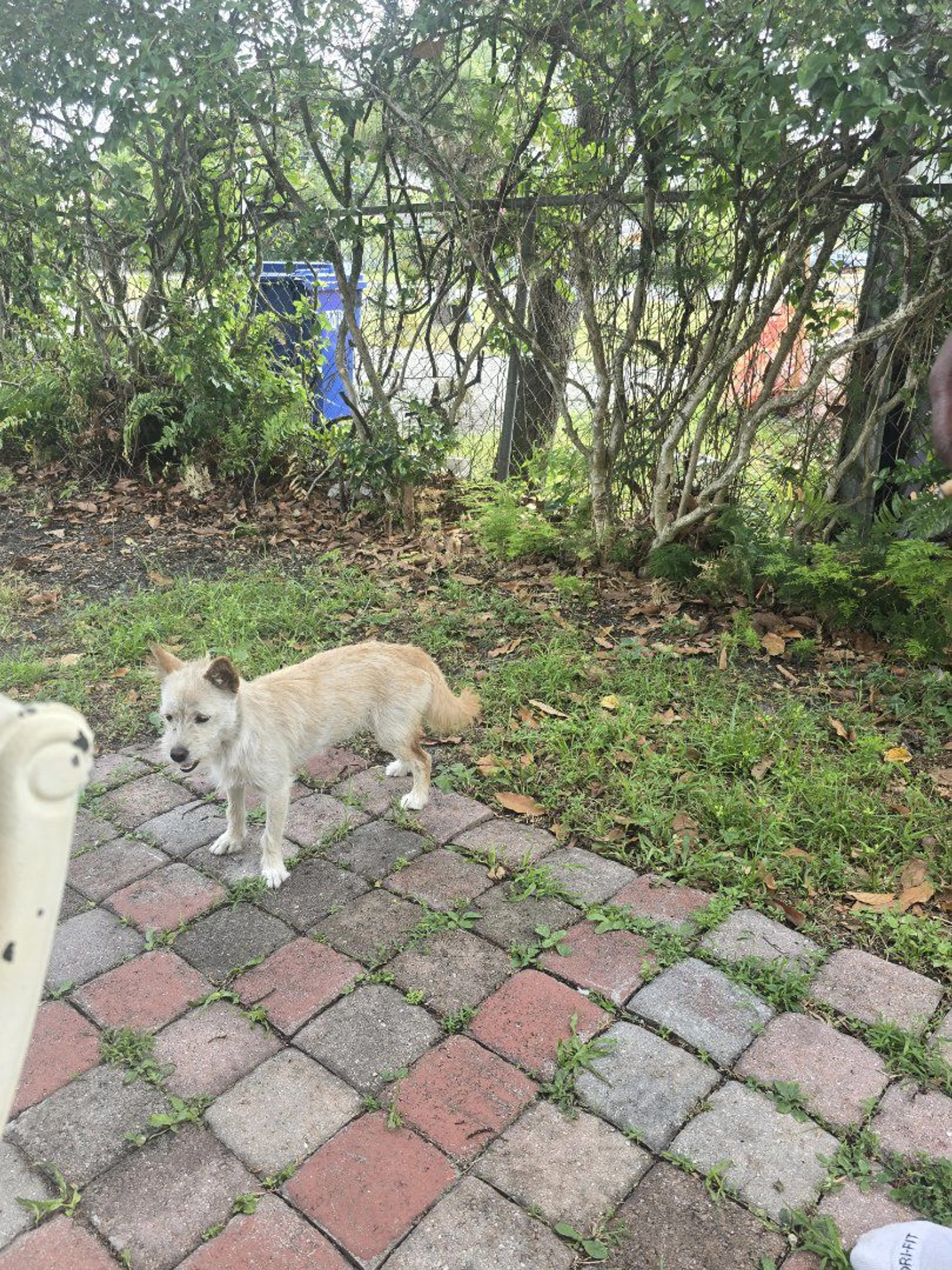 Lost pet-1