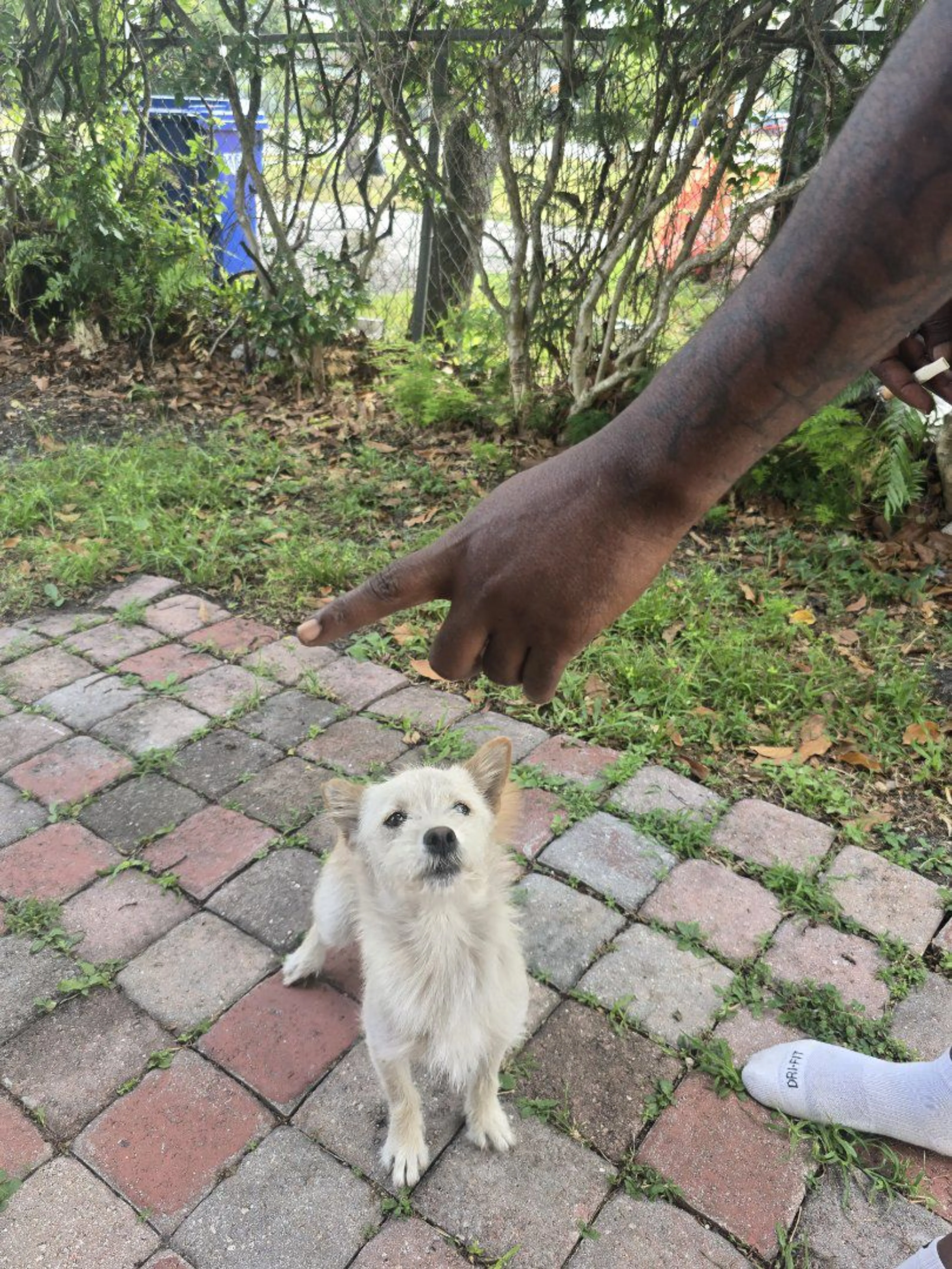 Lost pet-2