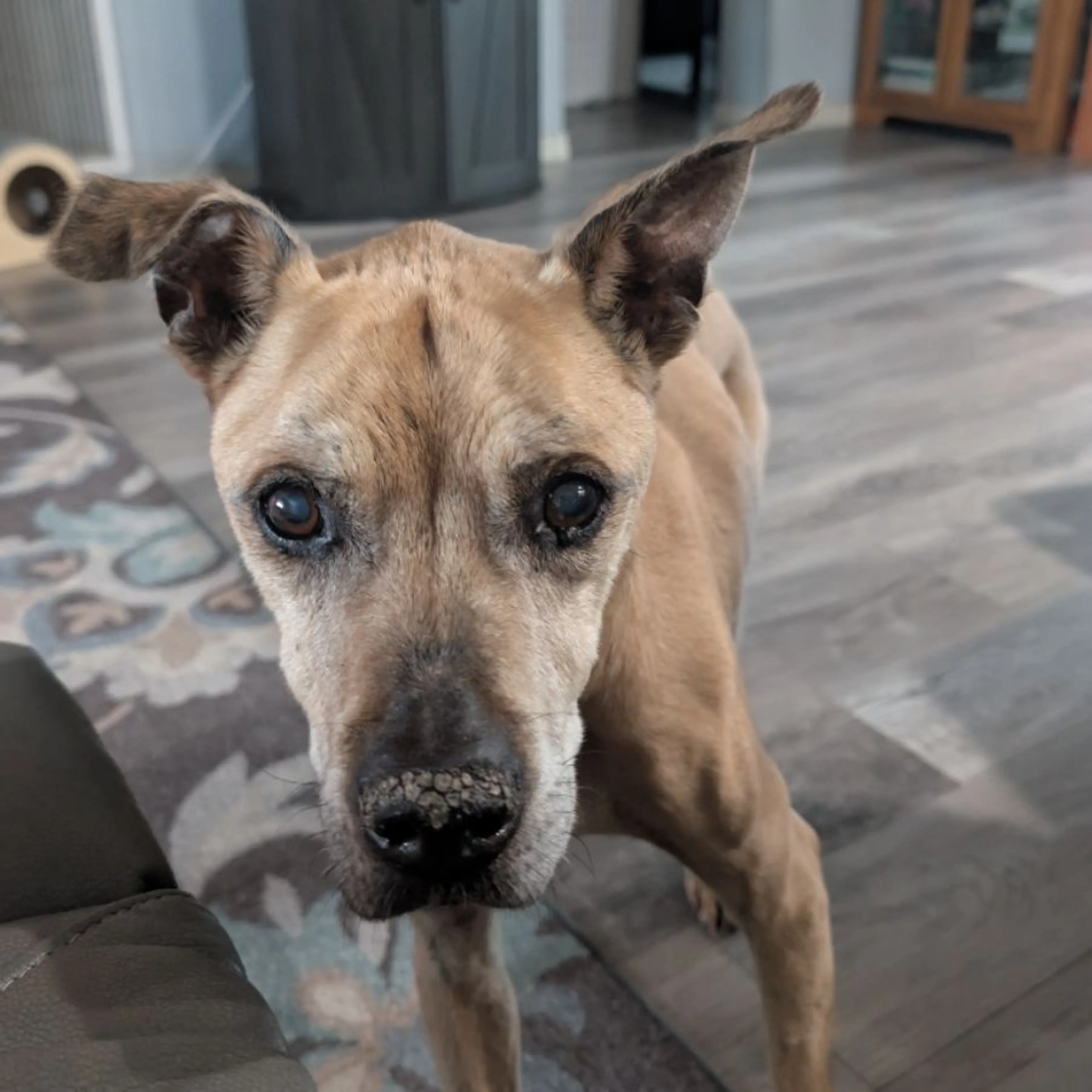 Lost pet