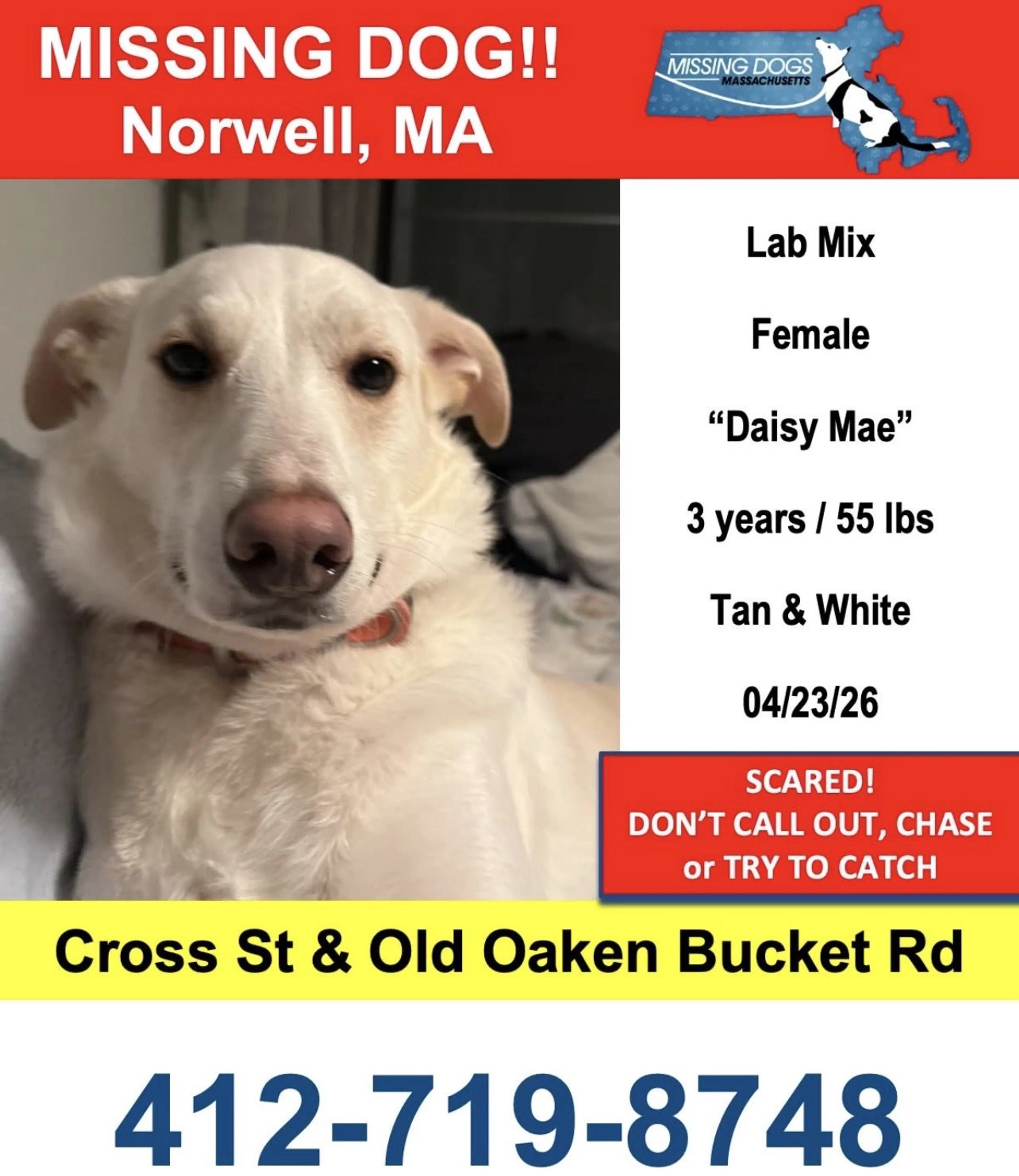 Lost pet