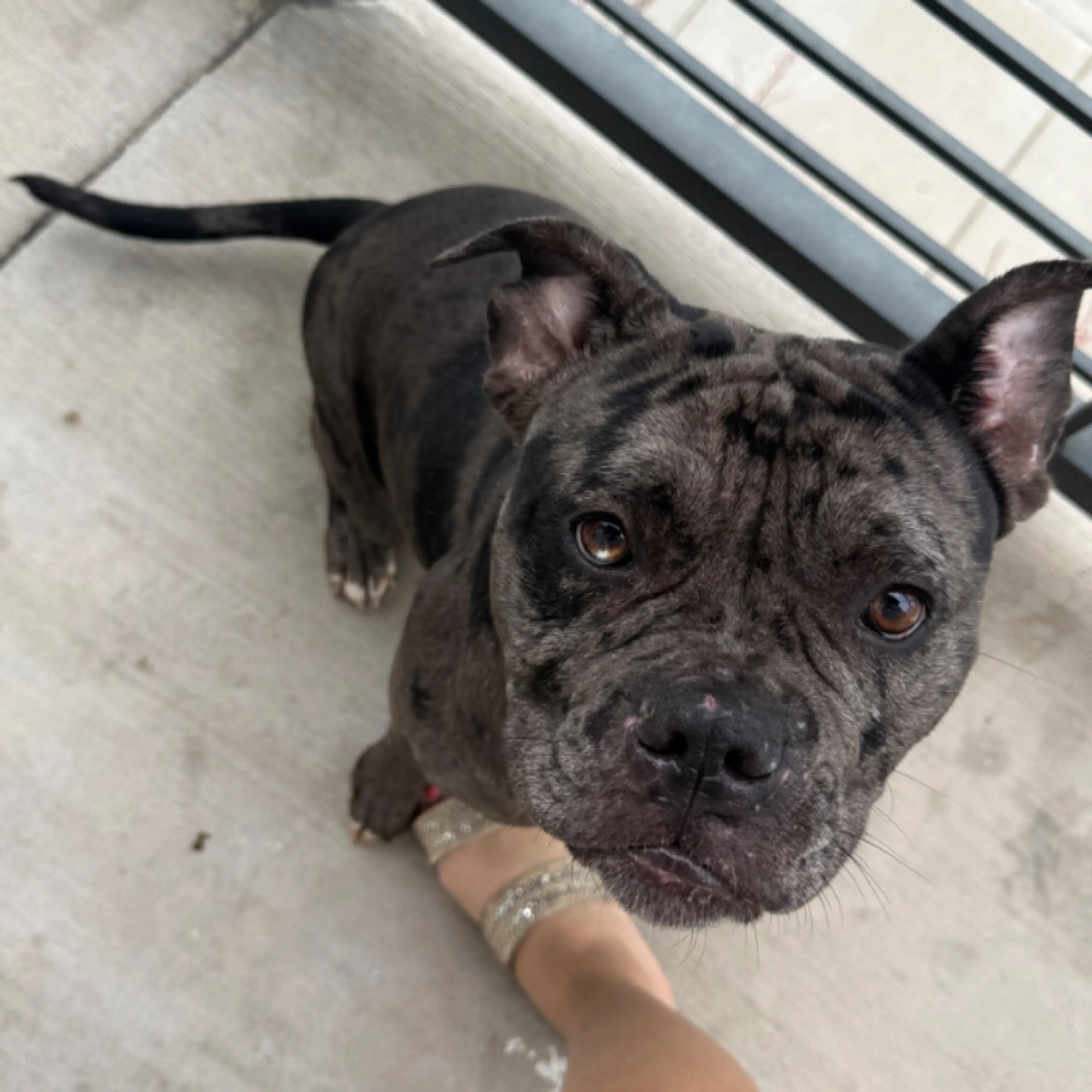 Found pet