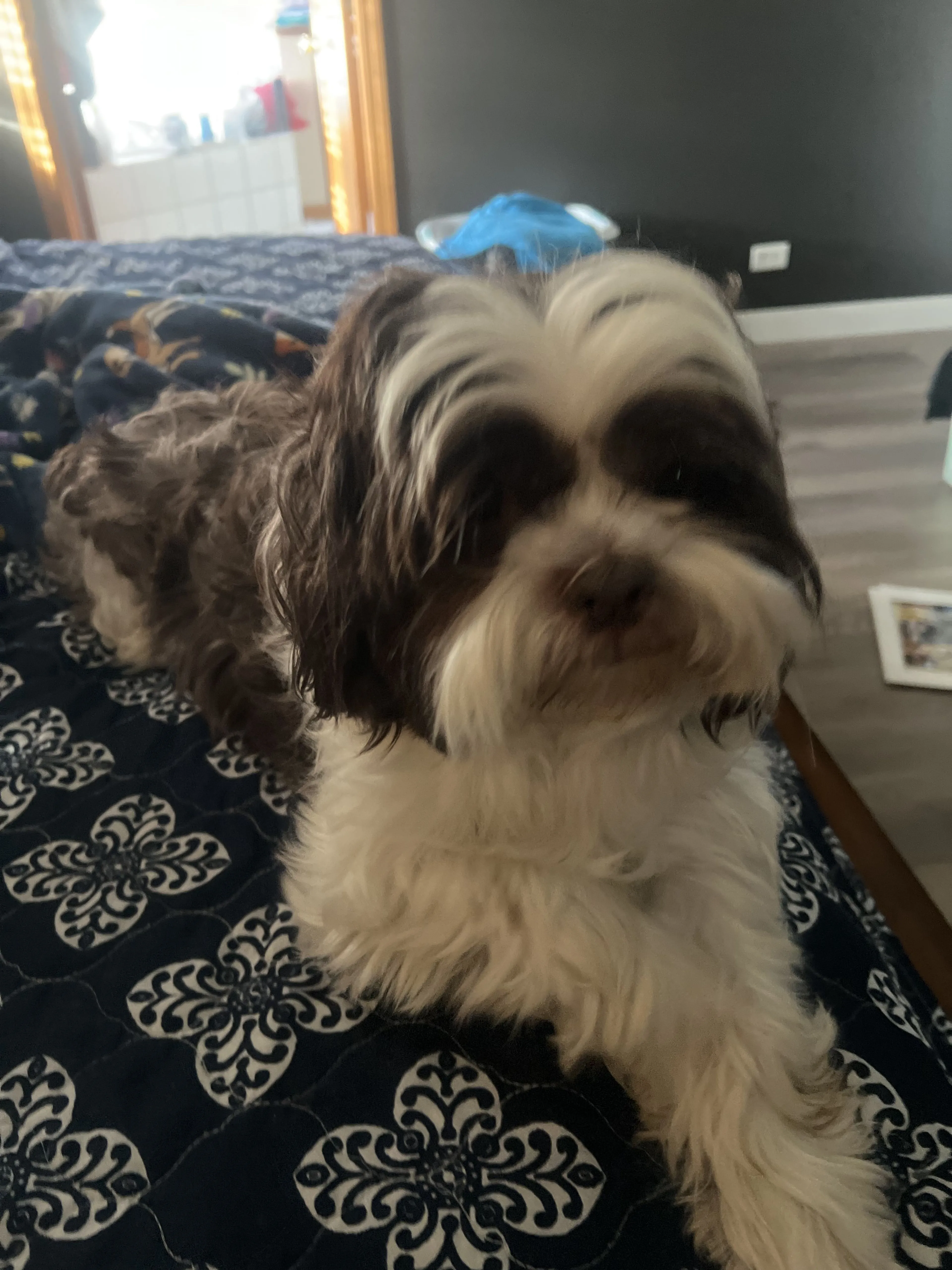Lost pet-1