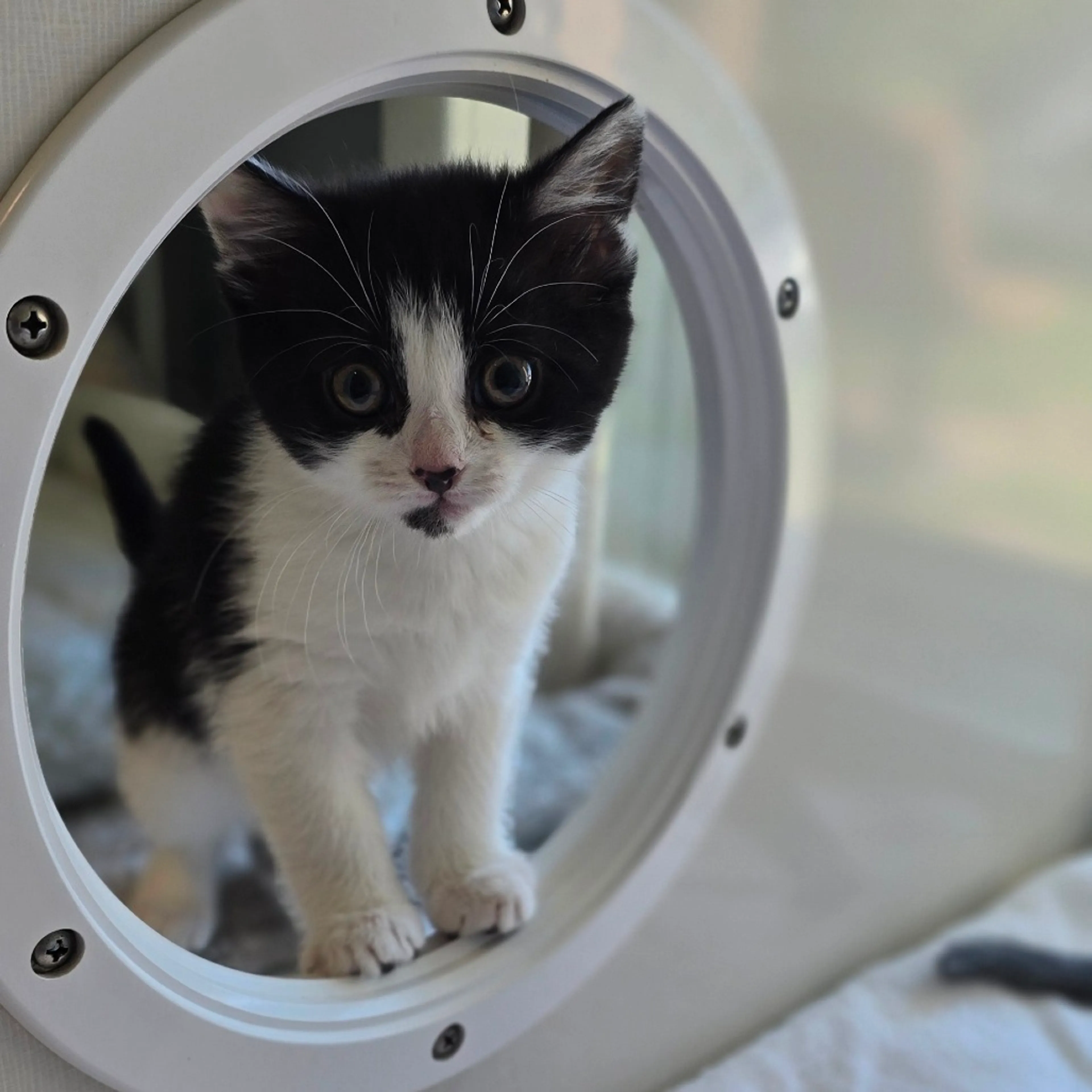 Found pet-1