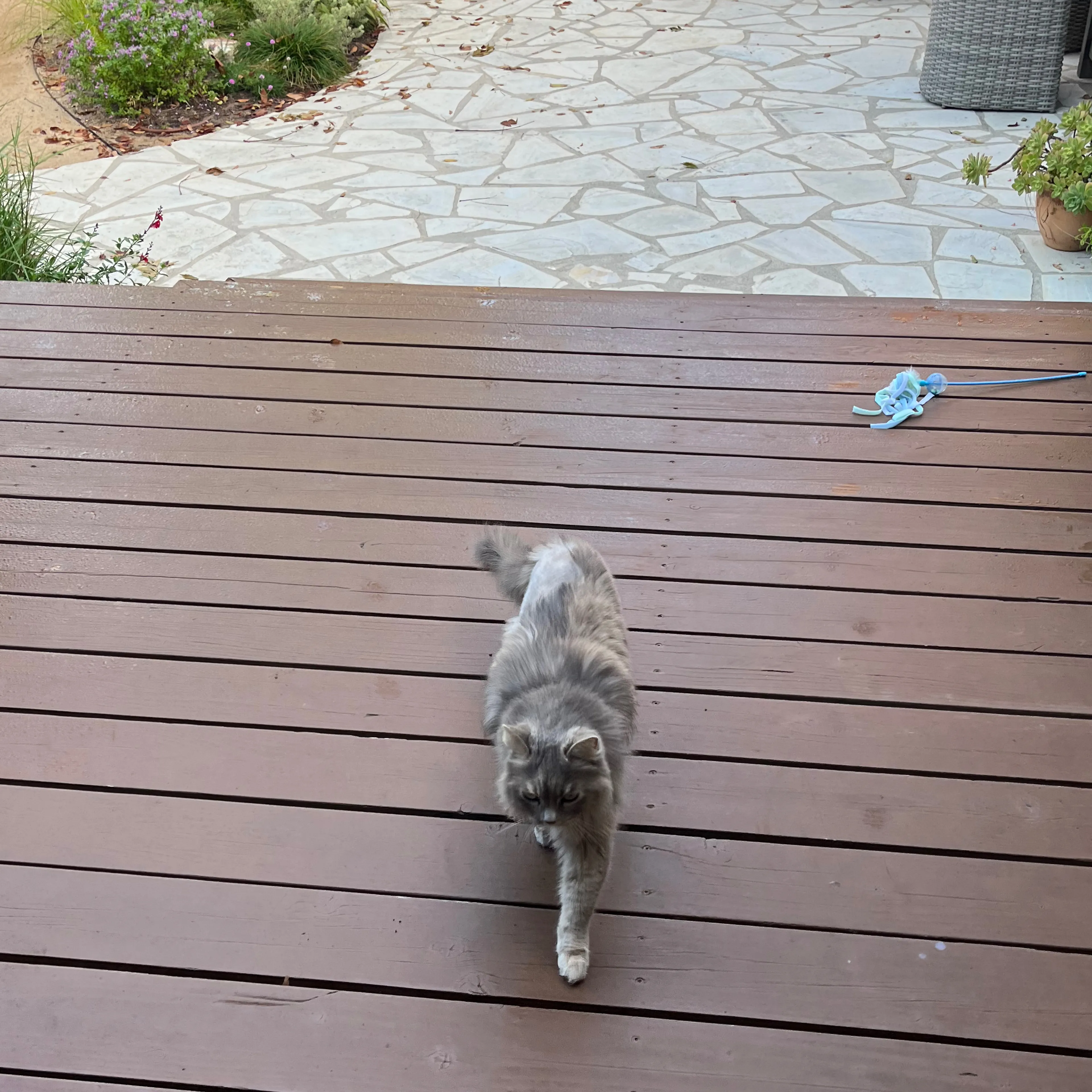 Lost pet-1