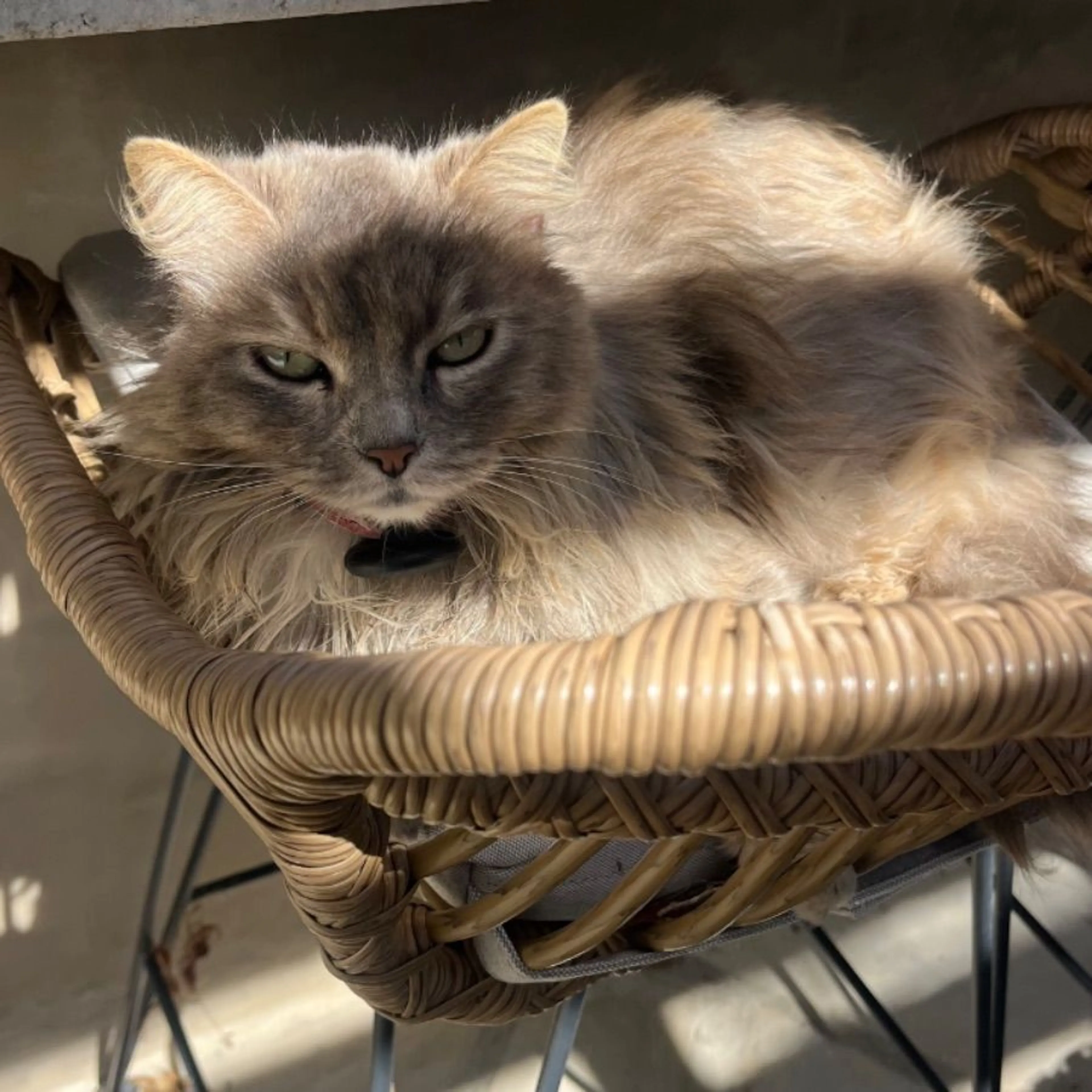 Lost pet-0