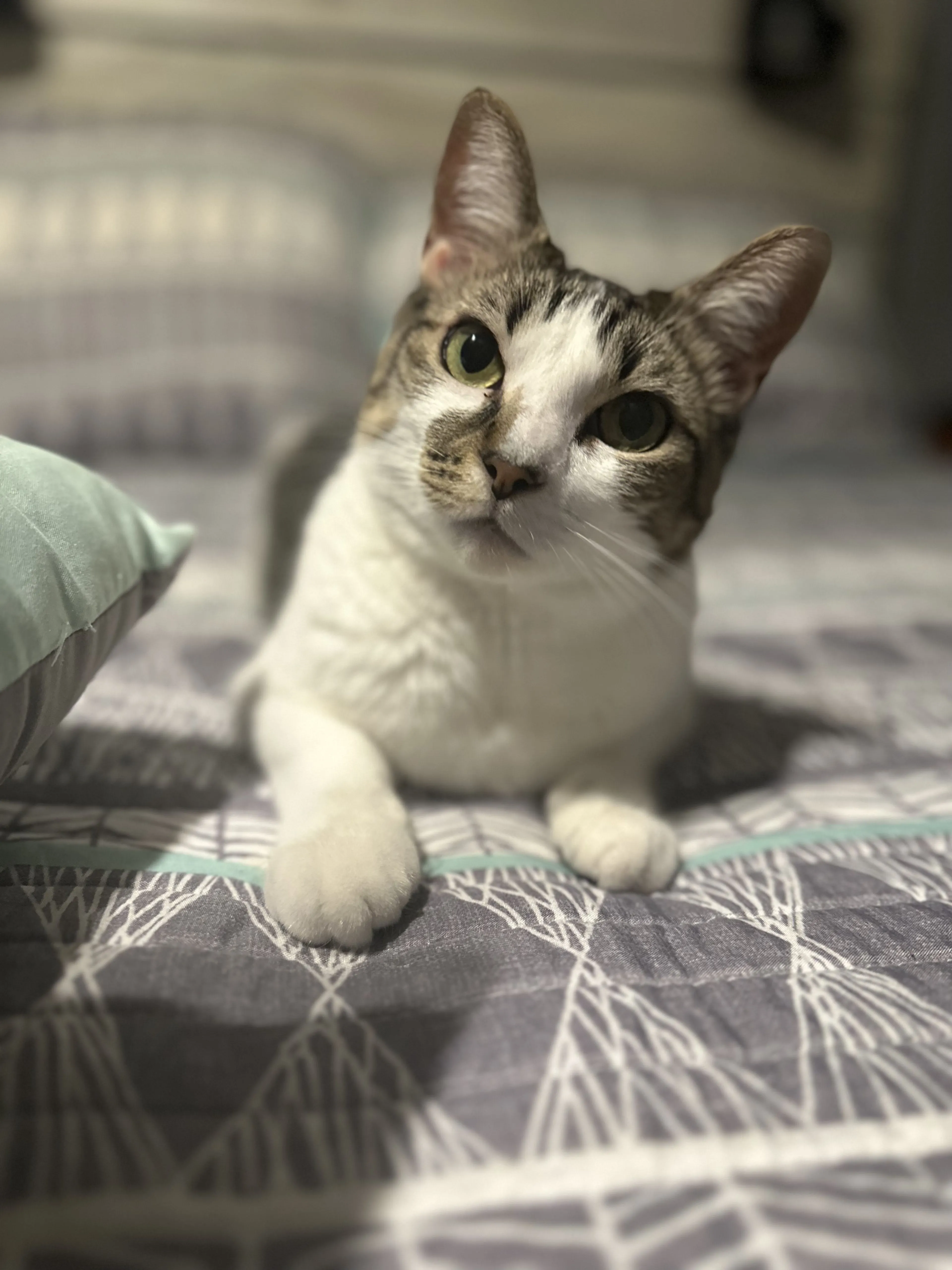 Lost pet