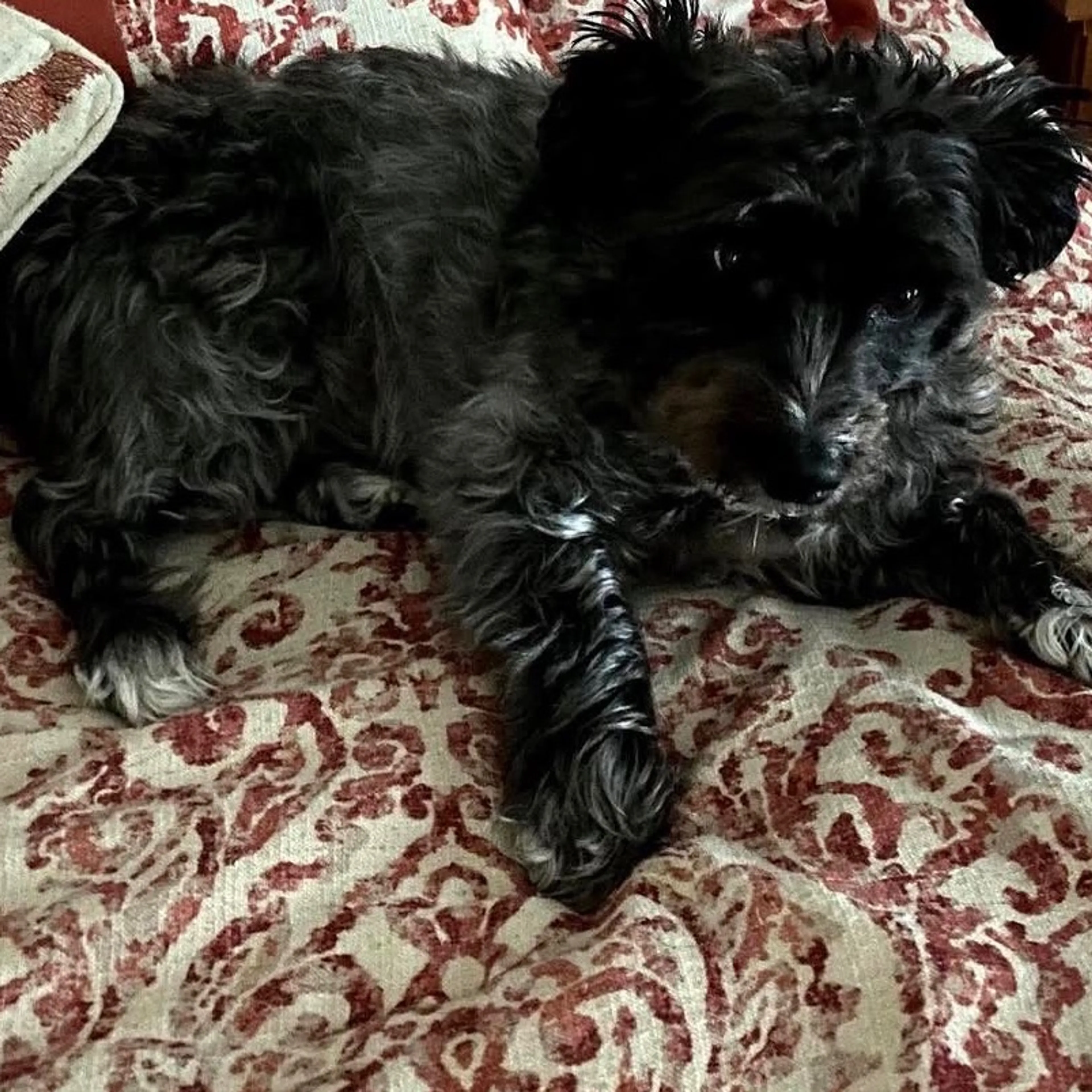 Lost pet