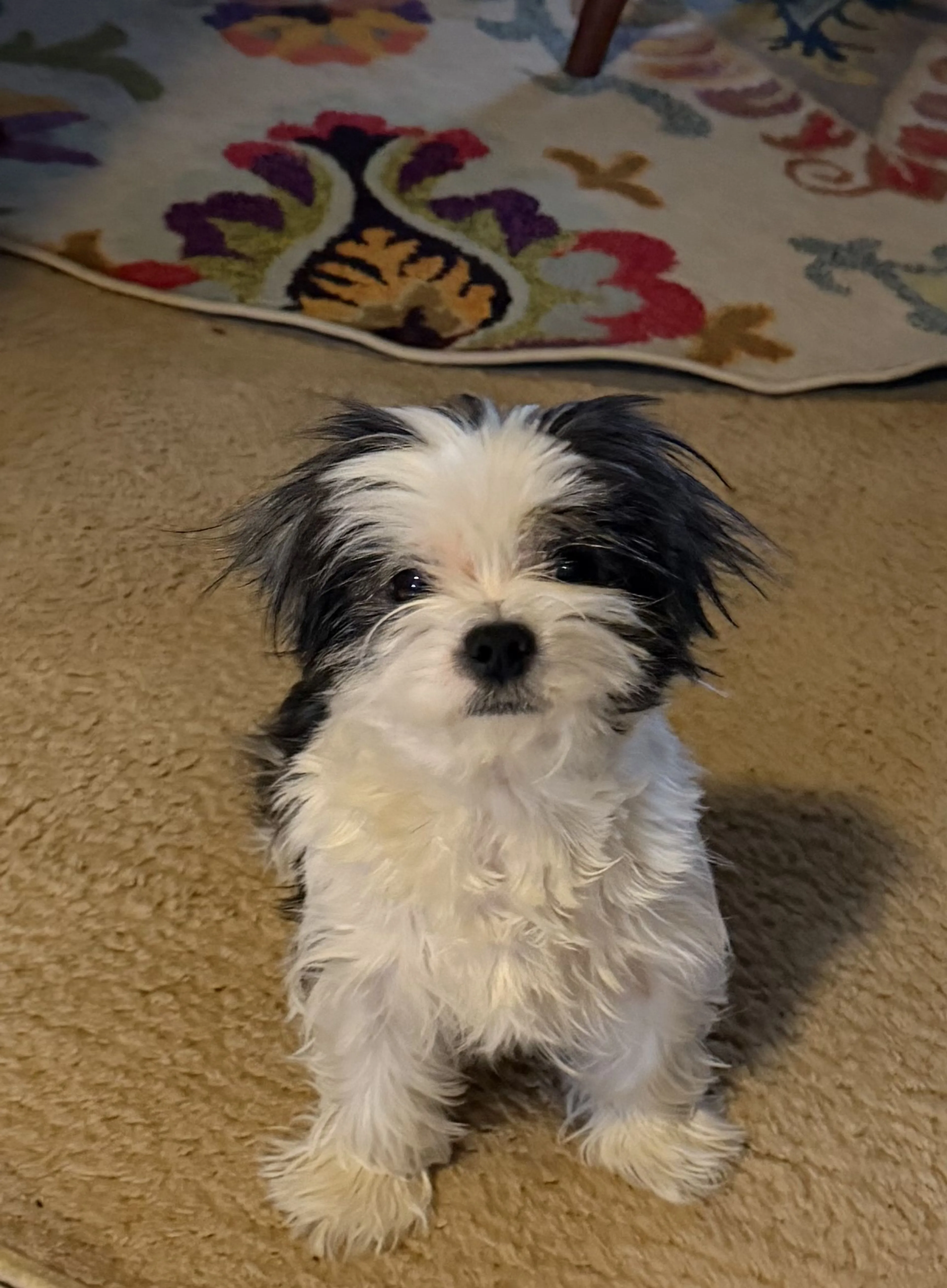Lost pet-1