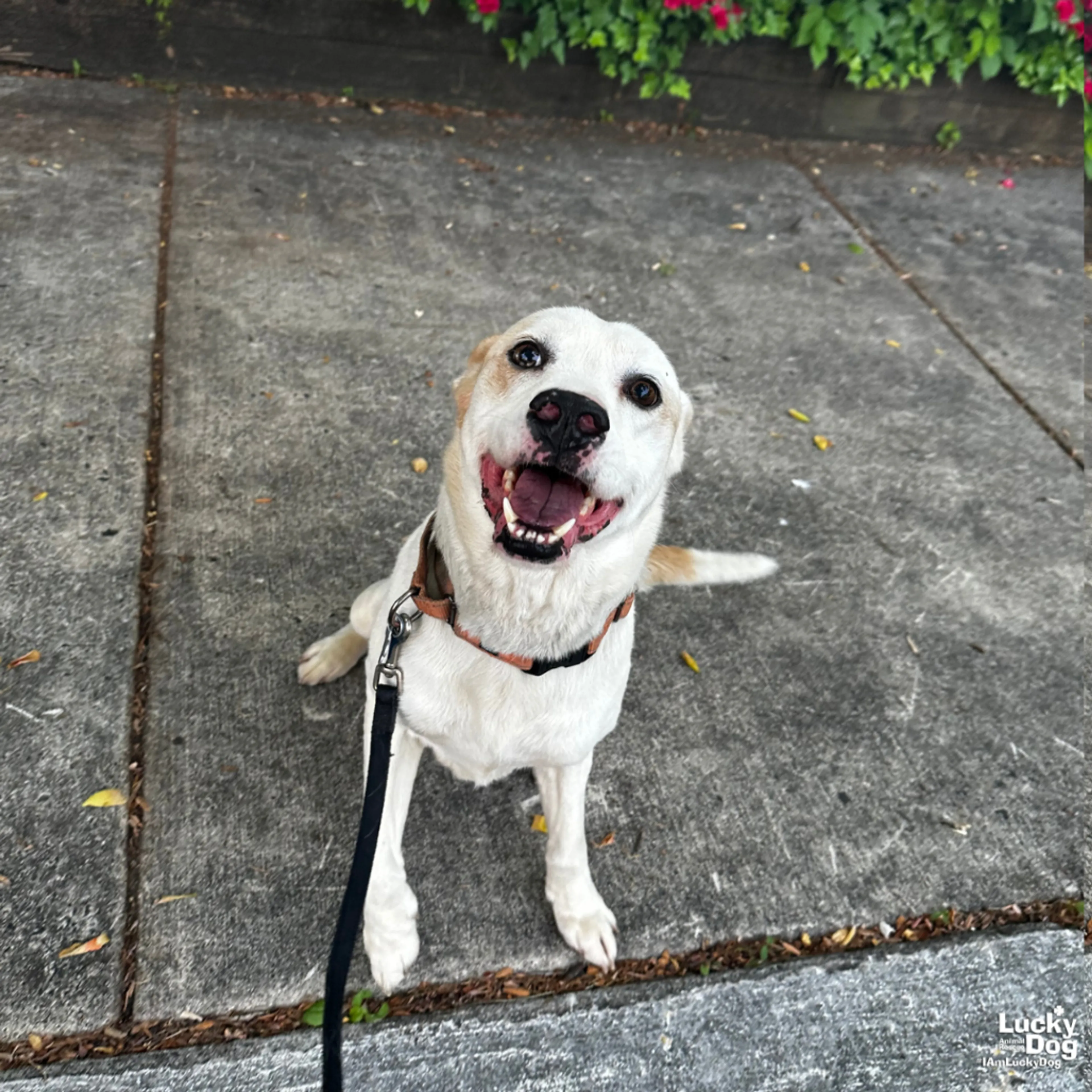 Found pet-4