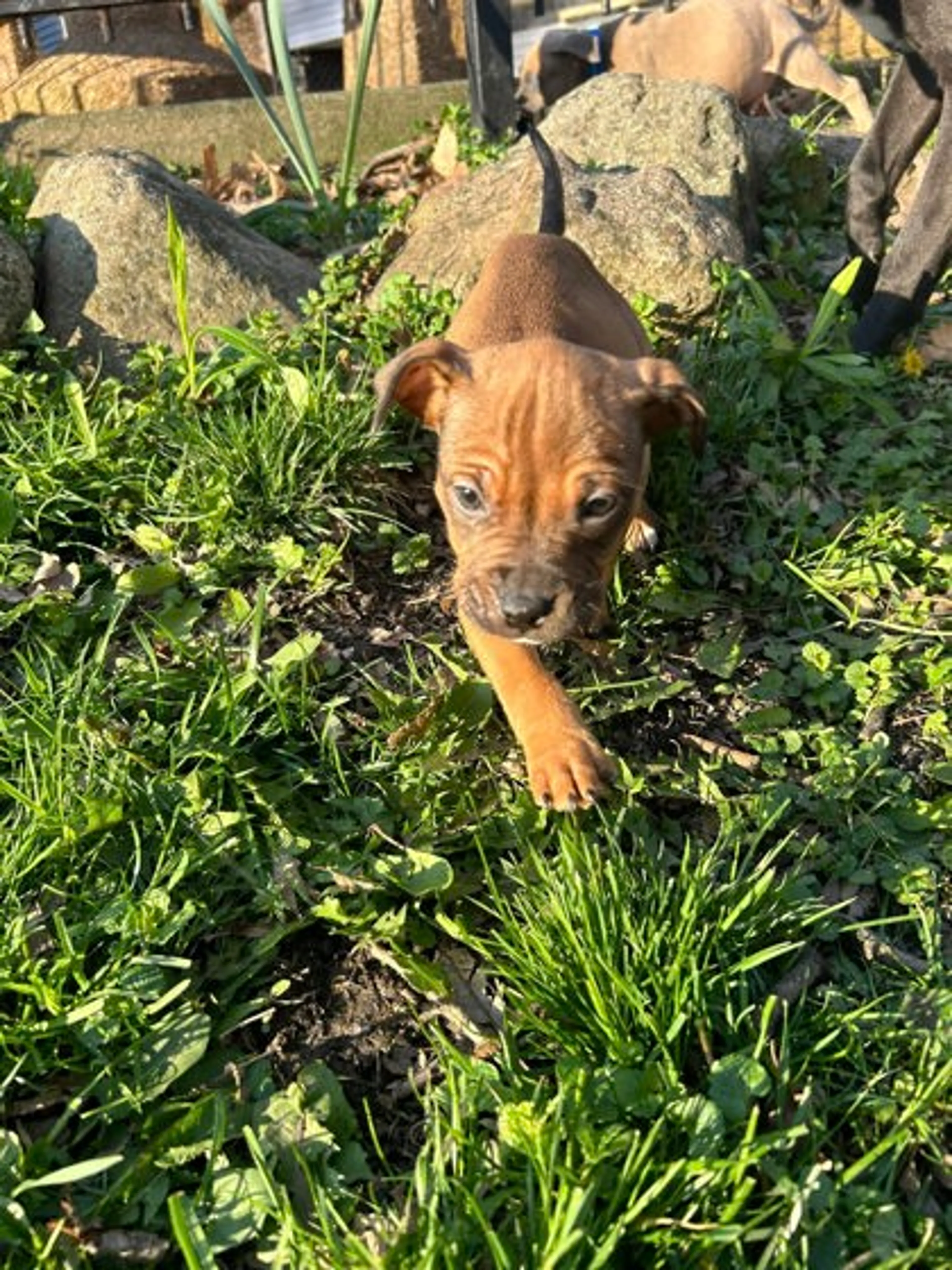 Found pet-2