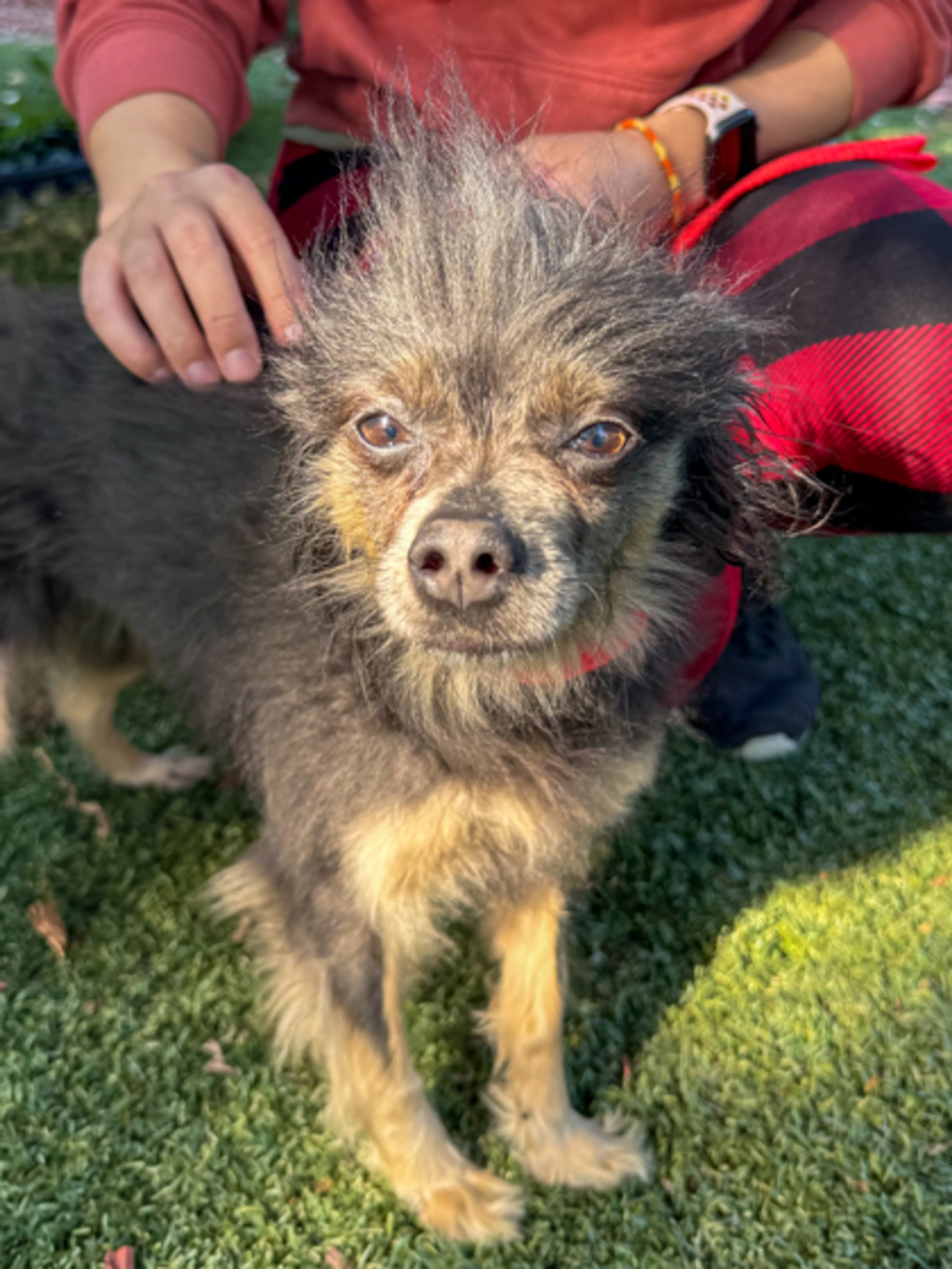 Found pet-1