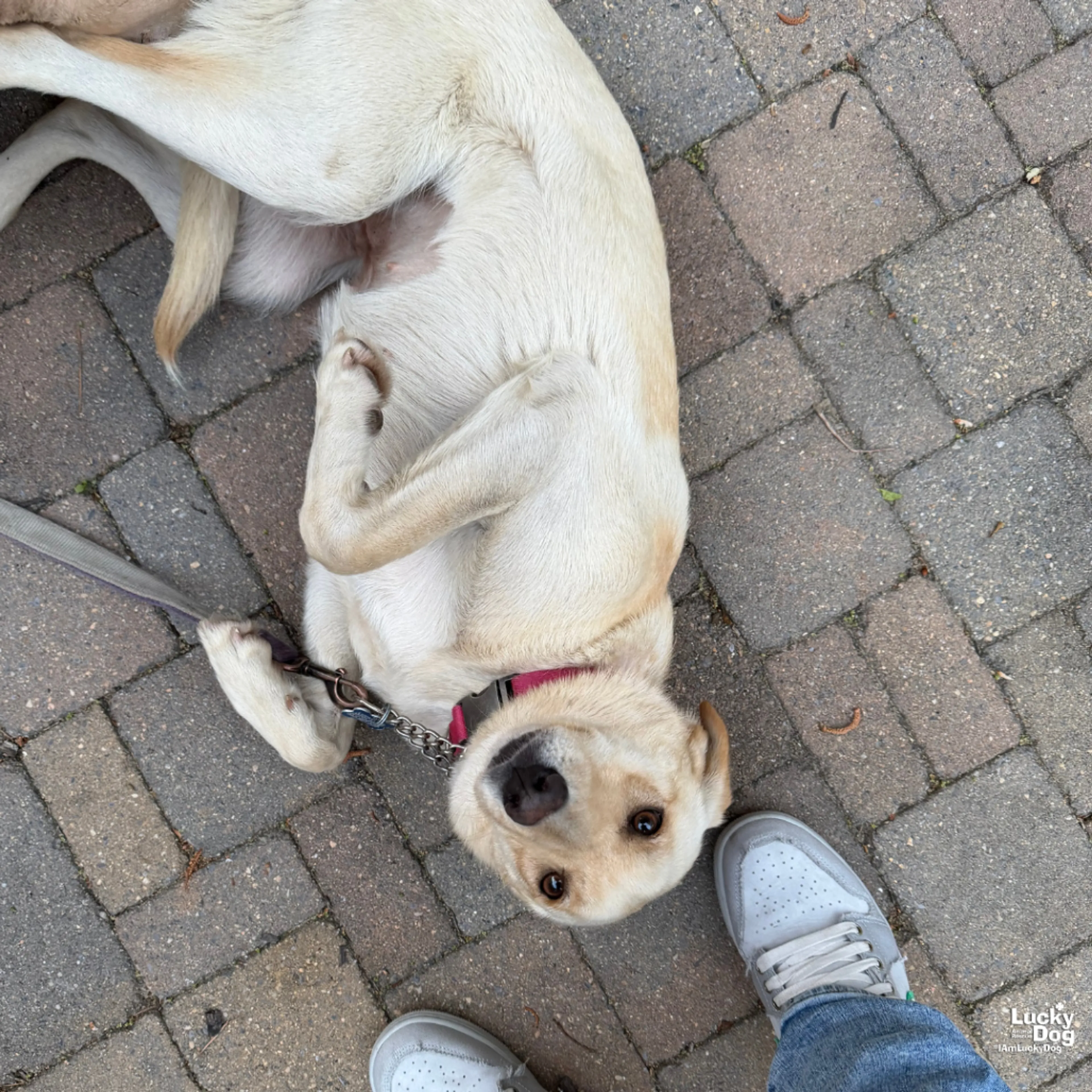 Found pet-5