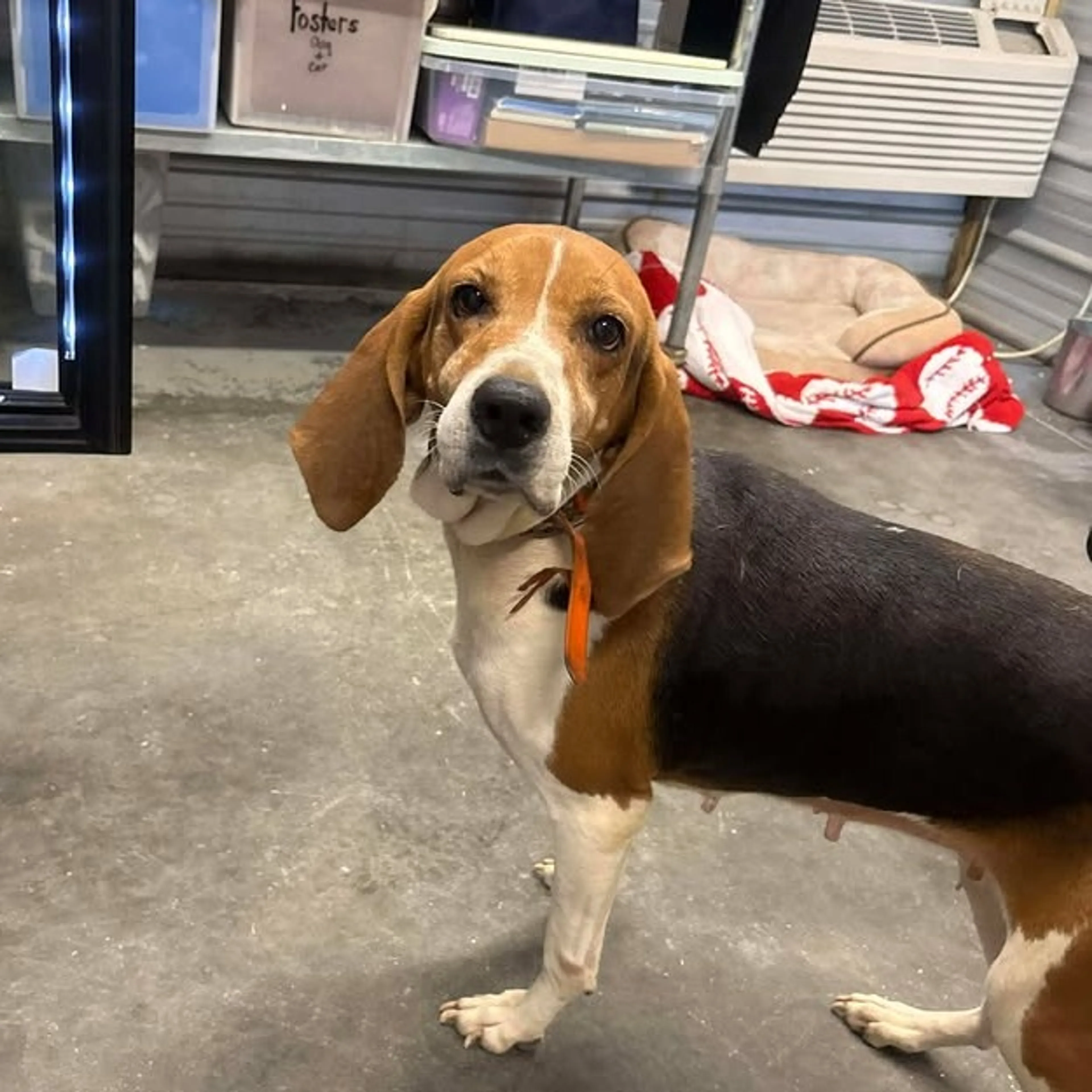 Found pet-1
