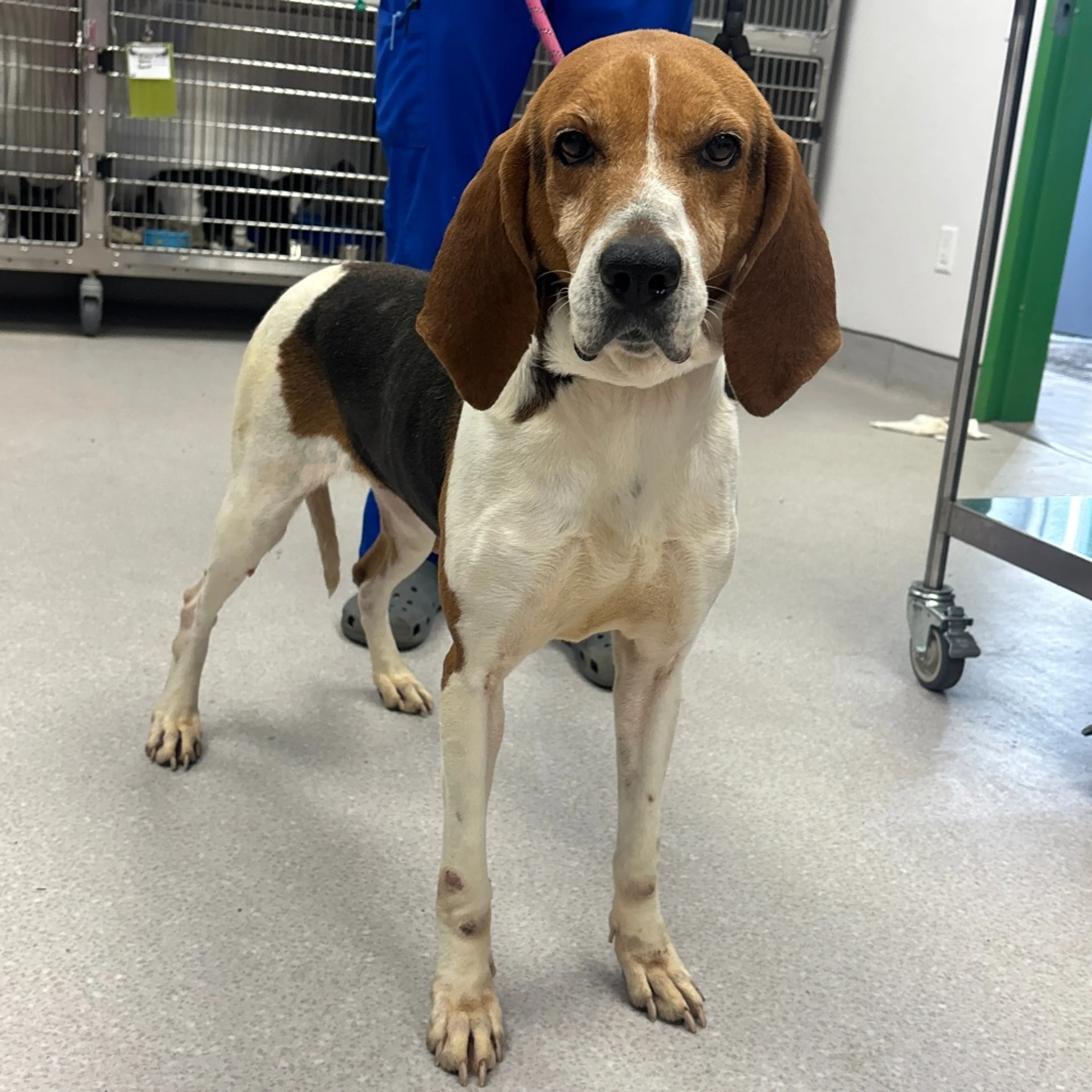 Found pet-2