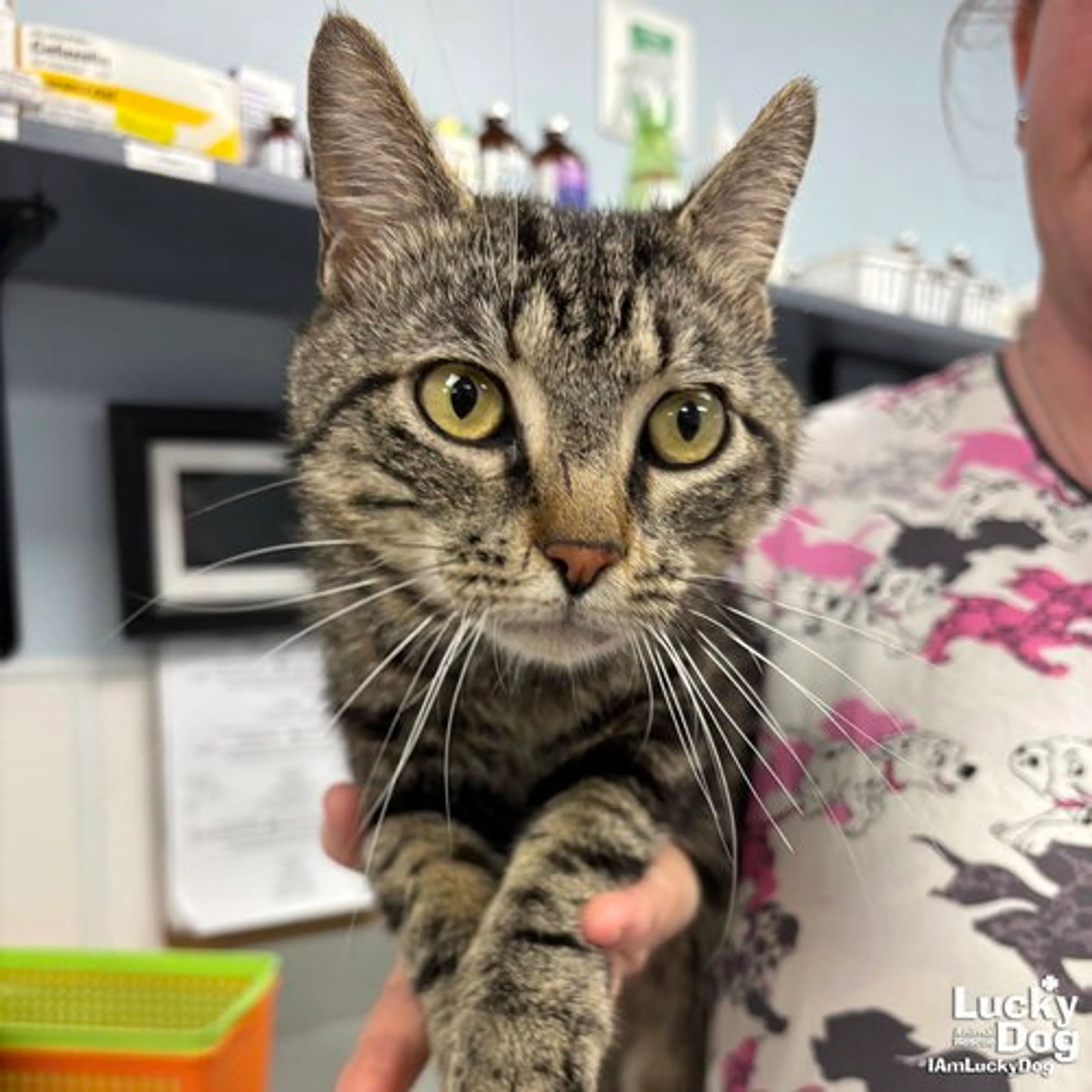 Found pet-1