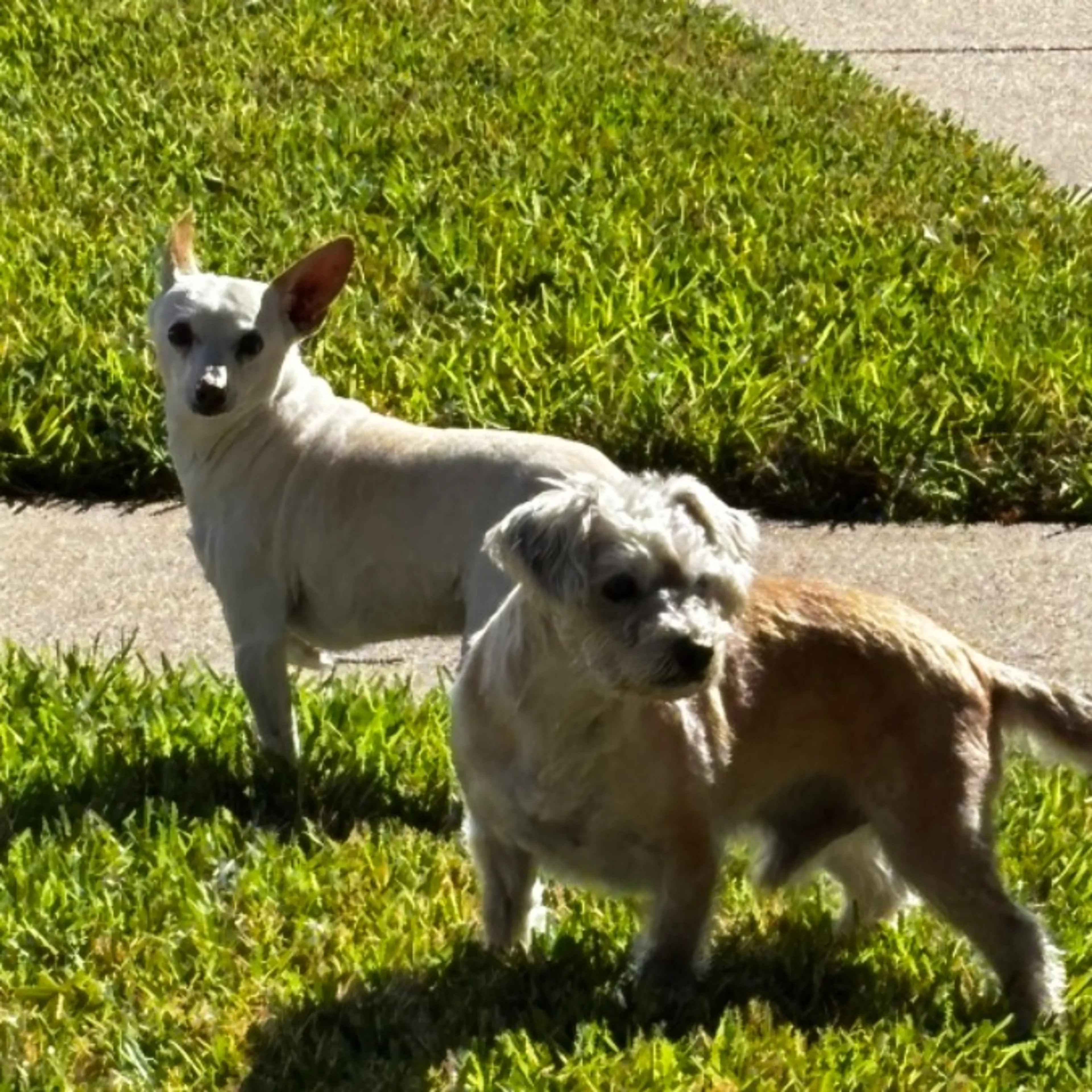 Found pet