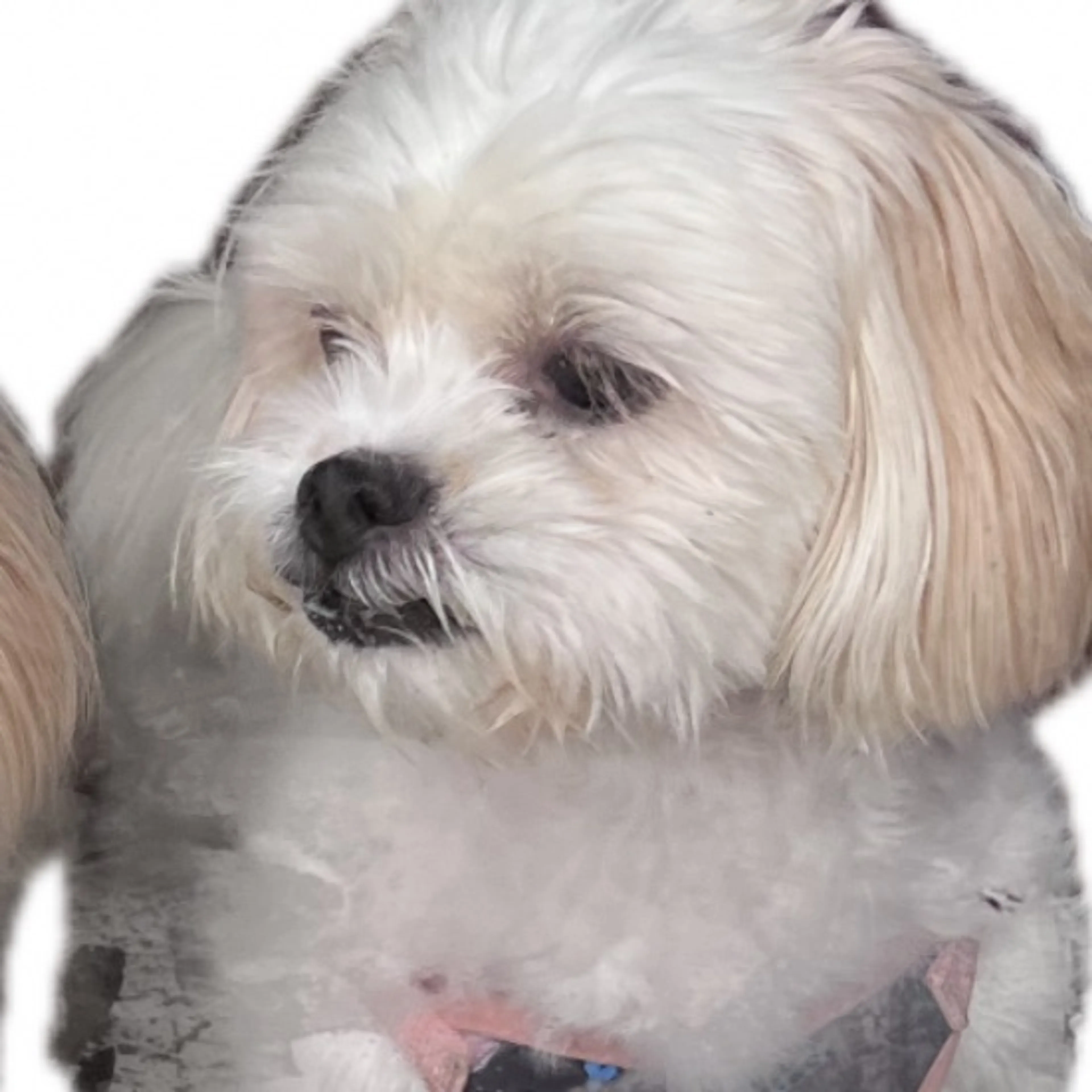 Lost pet