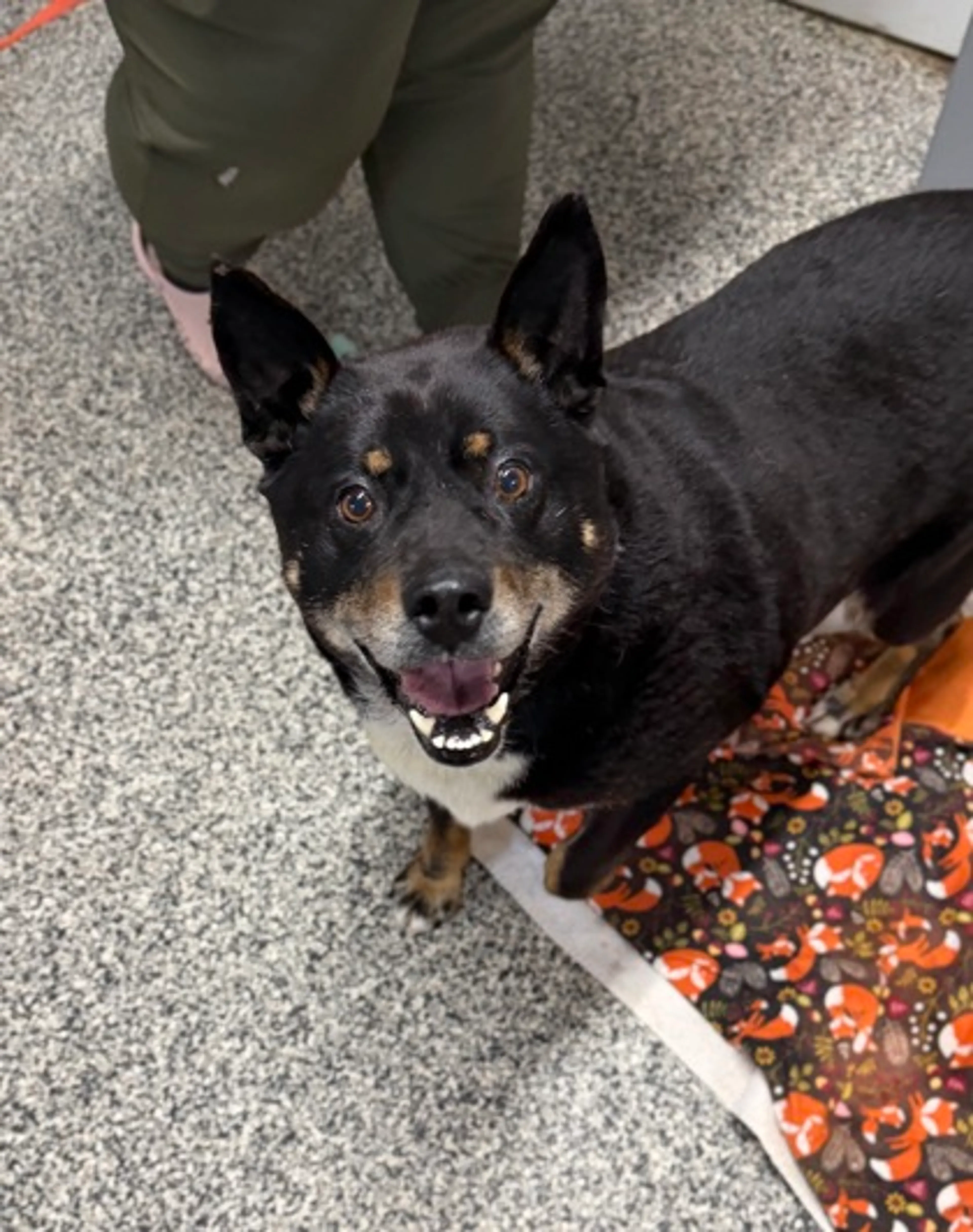 Found pet