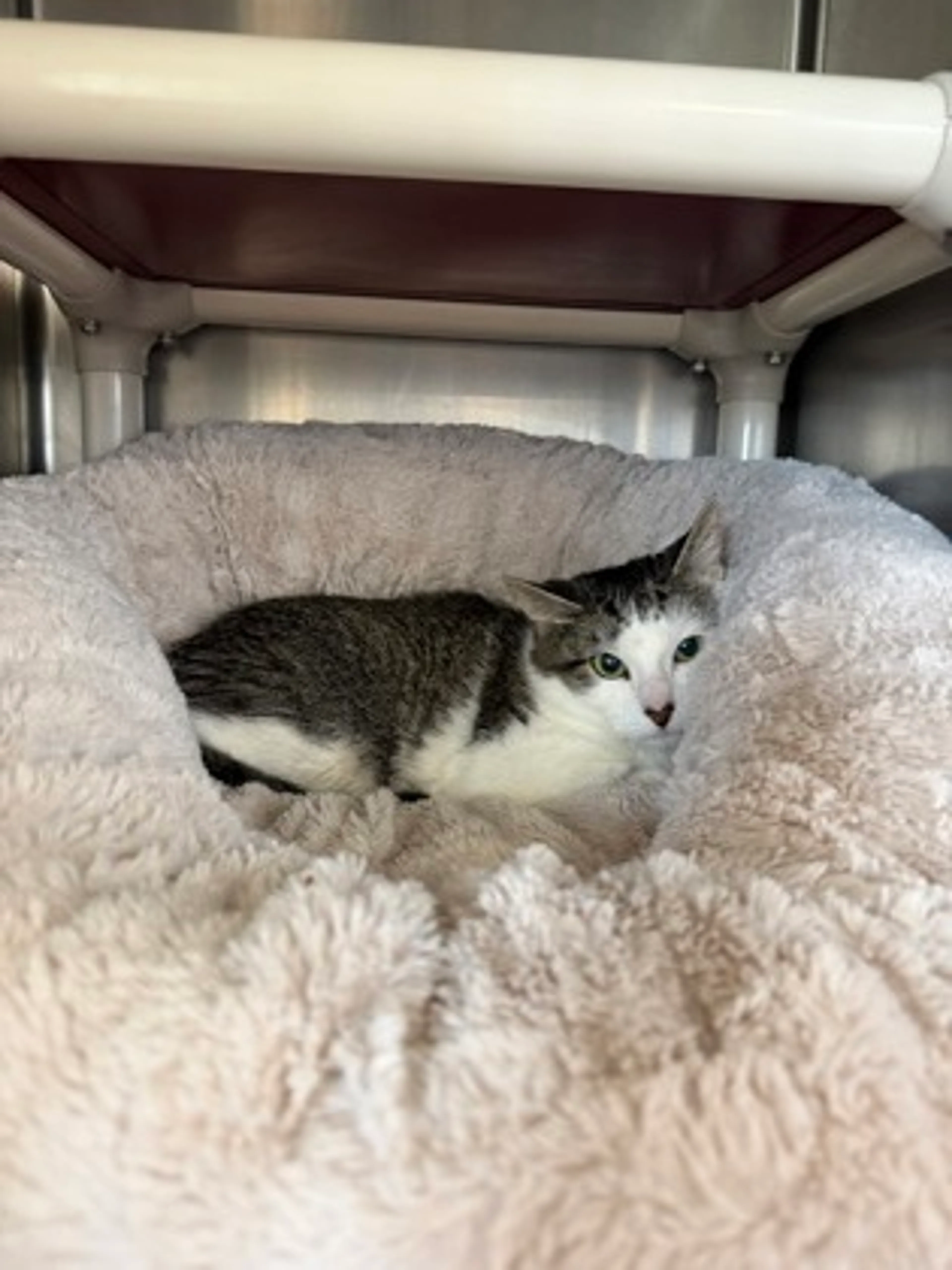 Found pet