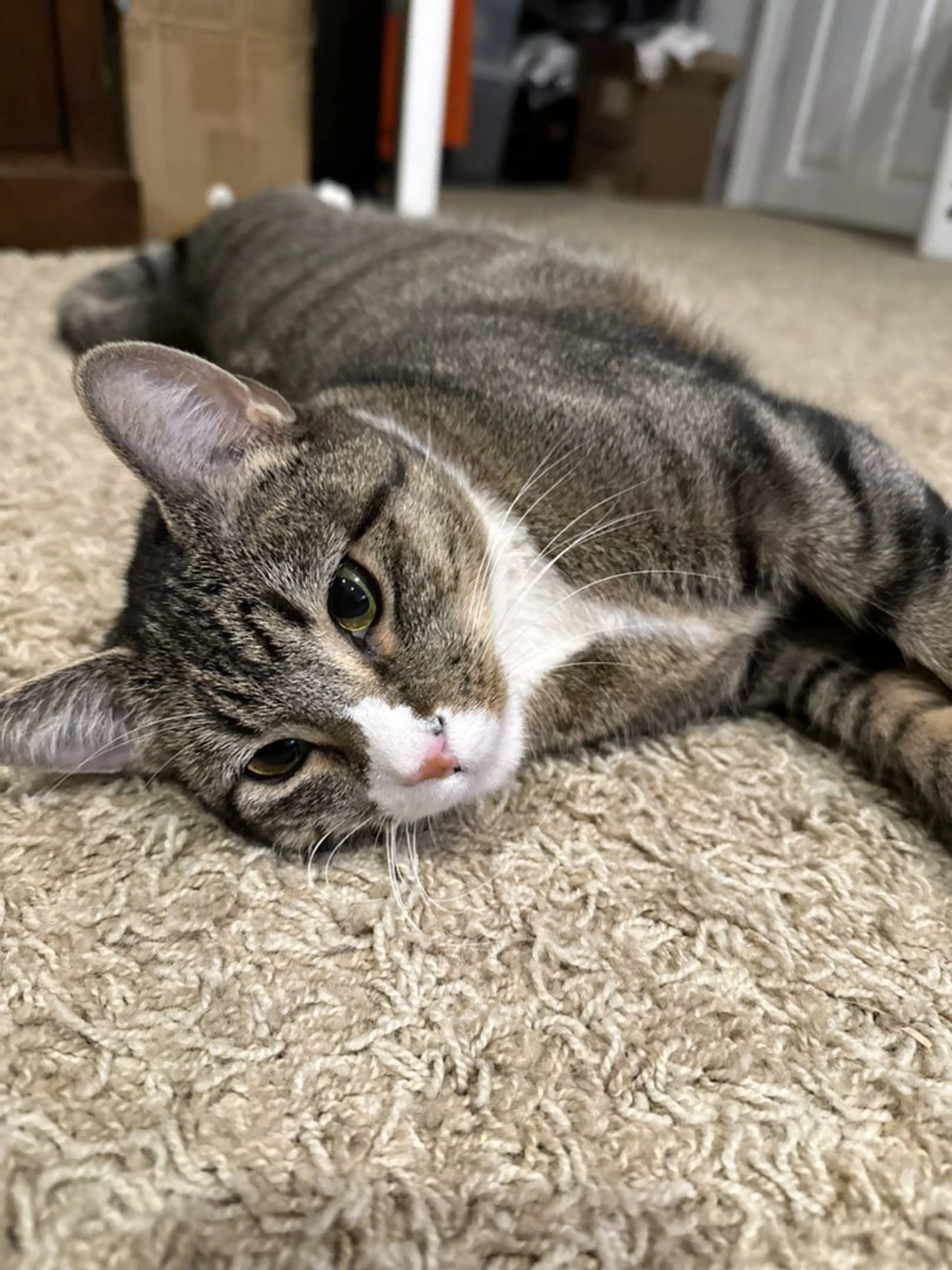 Lost pet-3