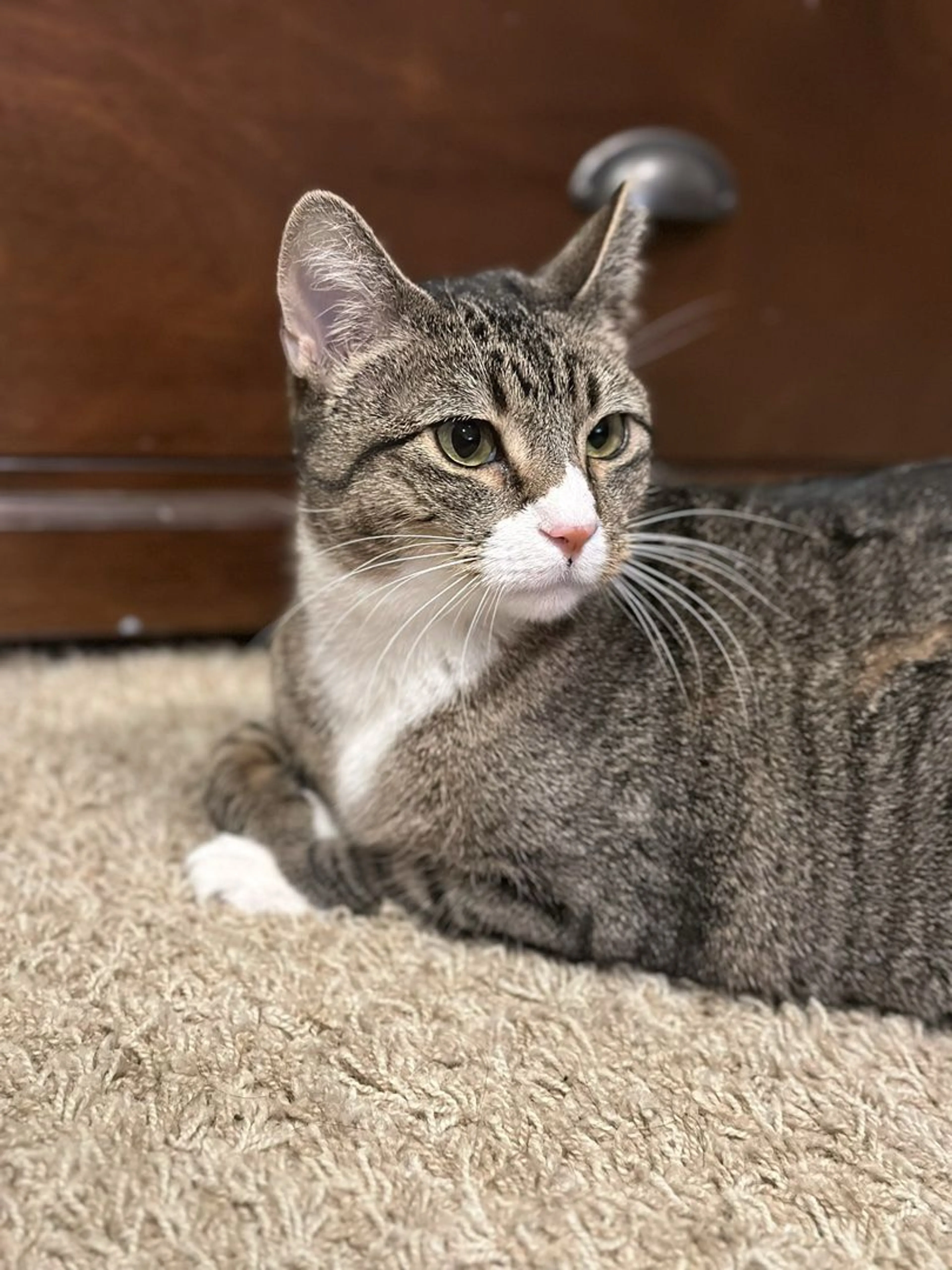 Lost pet-4