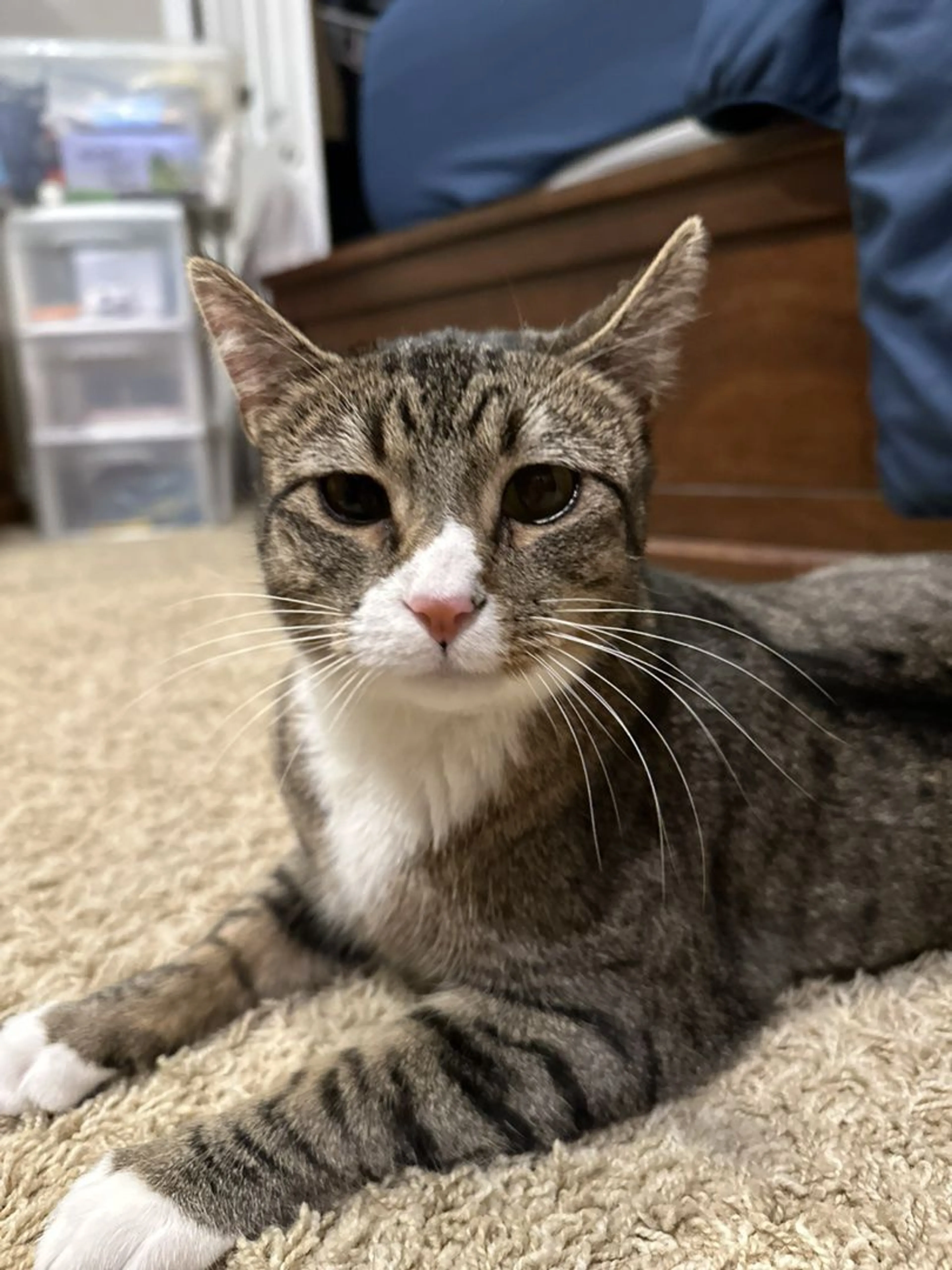 Lost pet-1