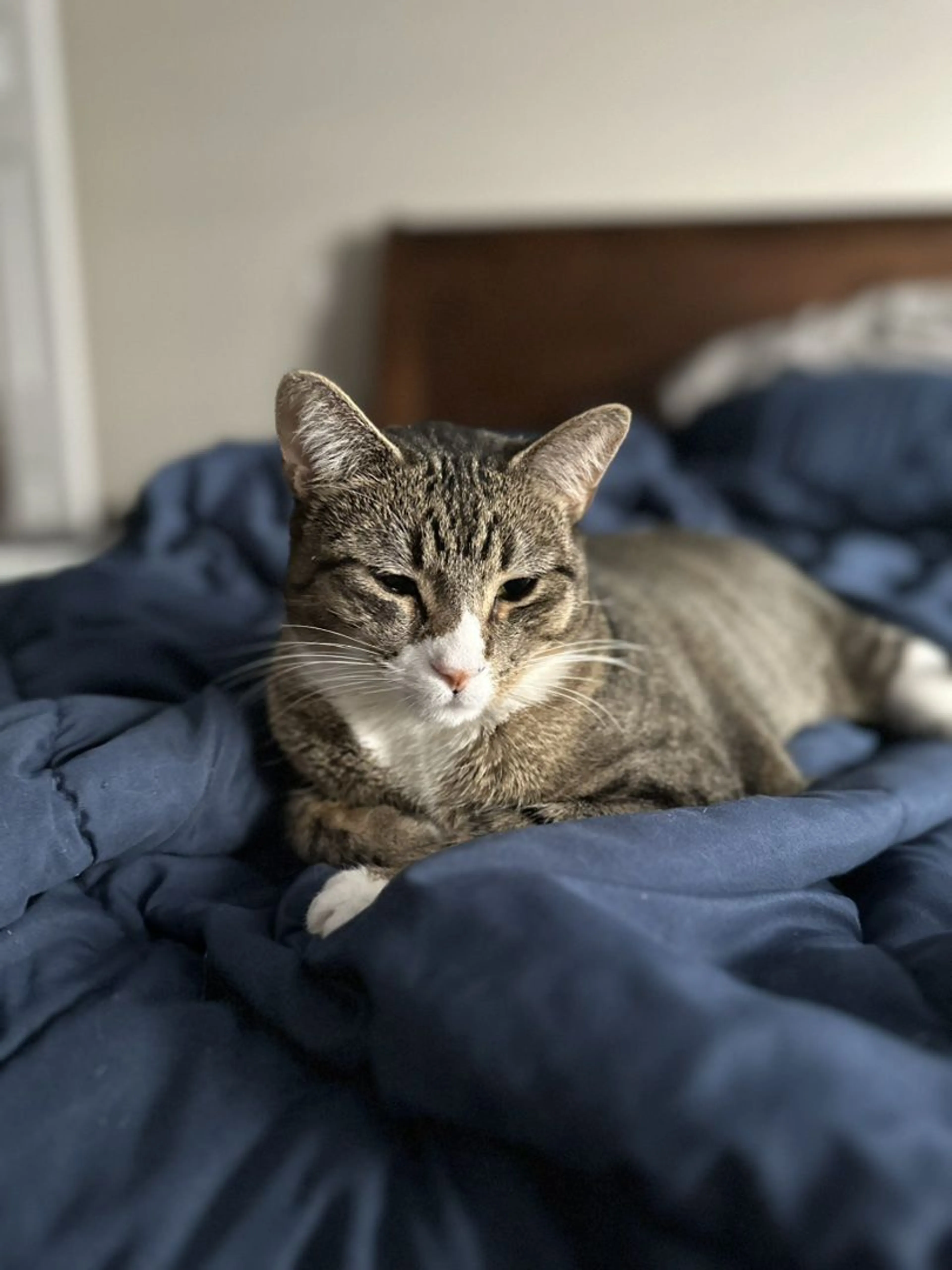 Lost pet-2