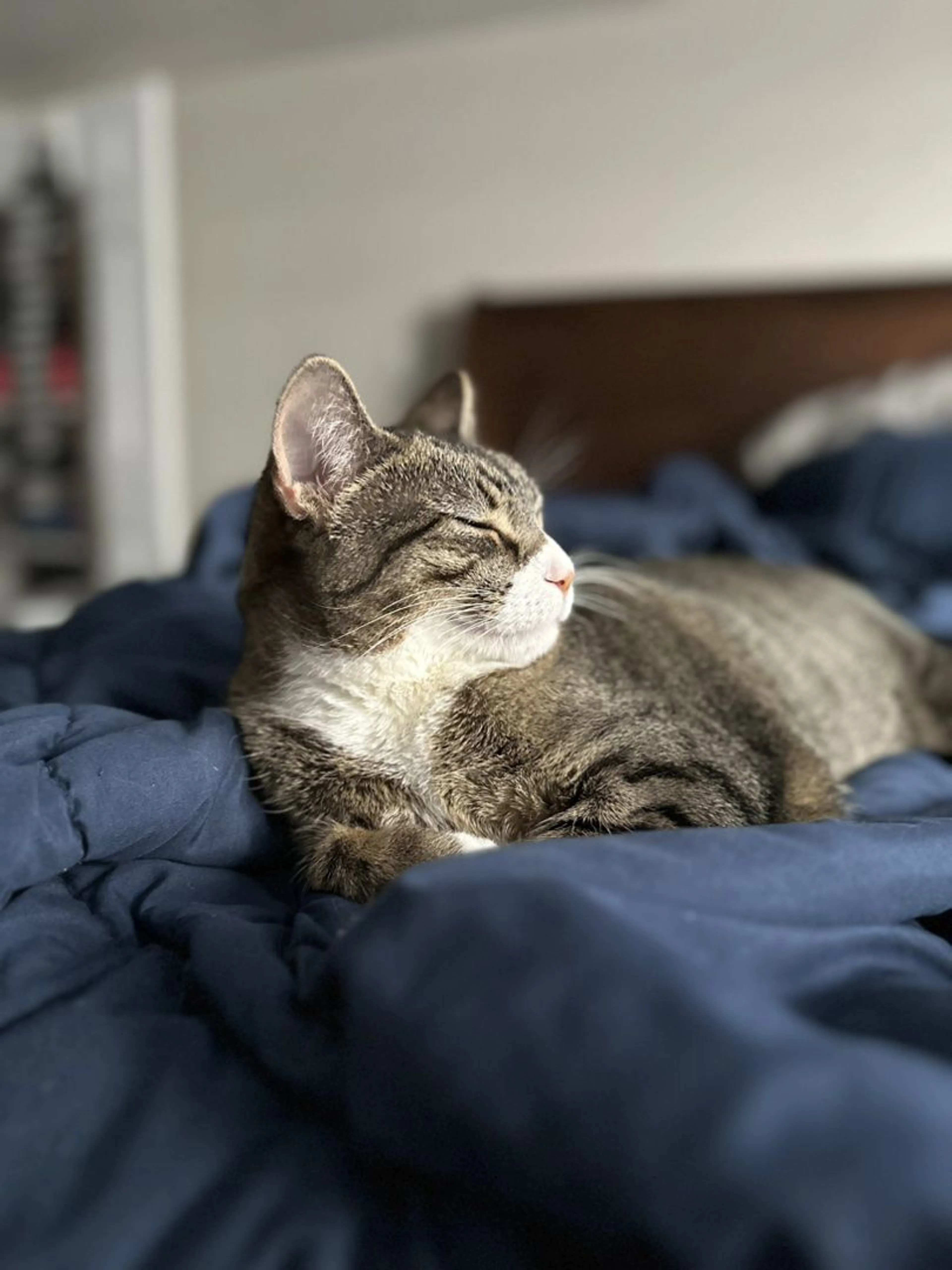 Lost pet-0