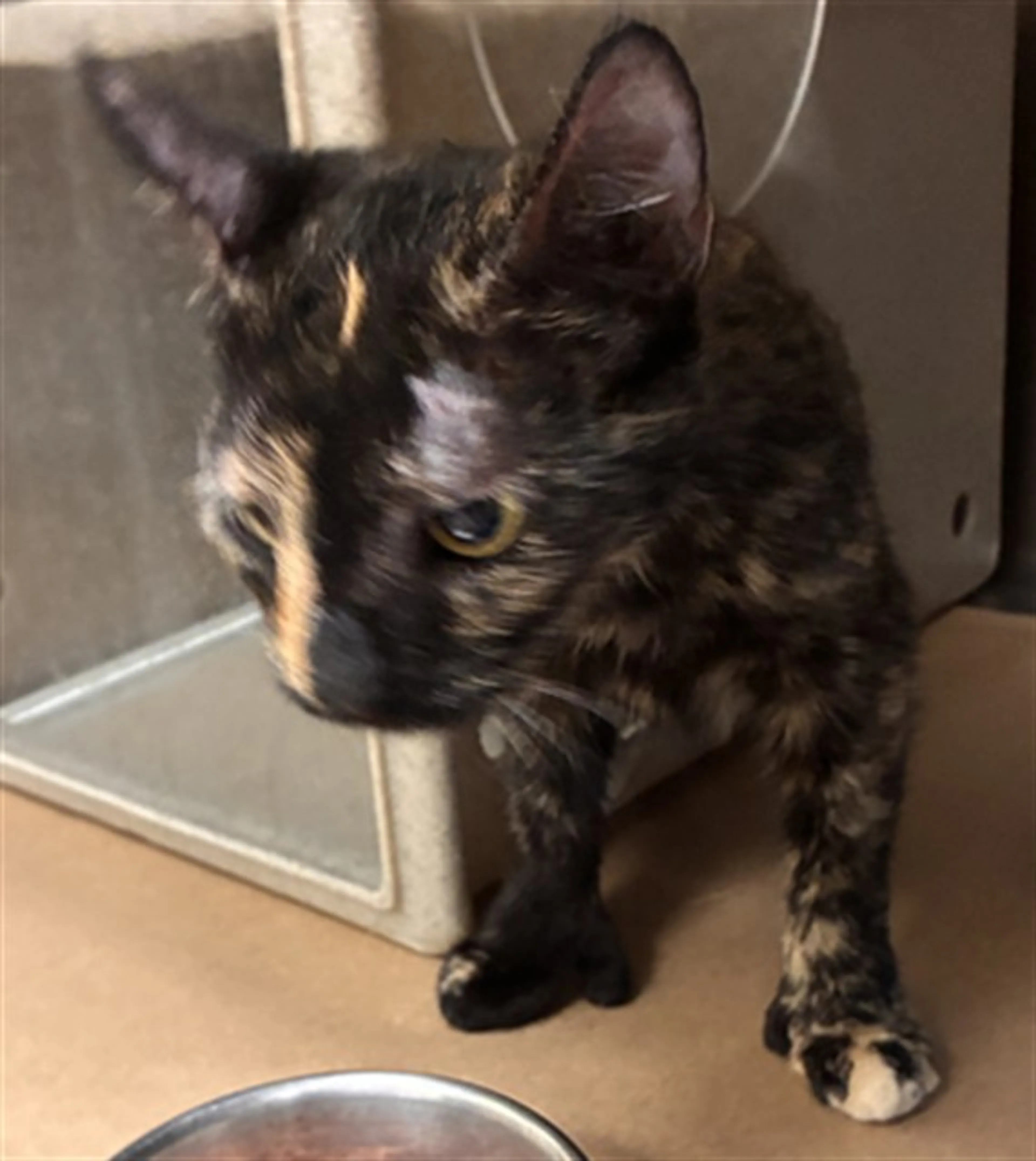 Found pet