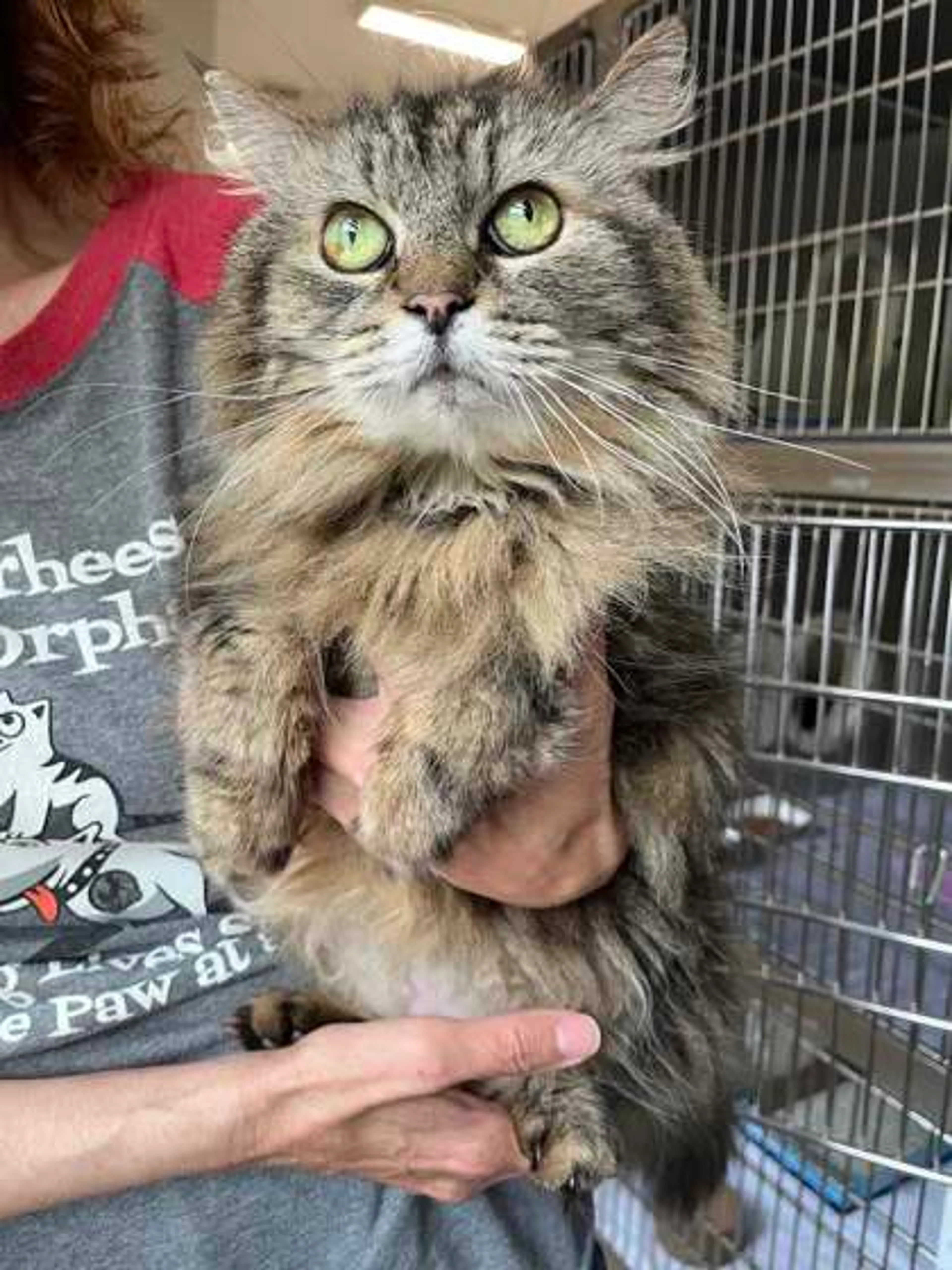 Found pet-1