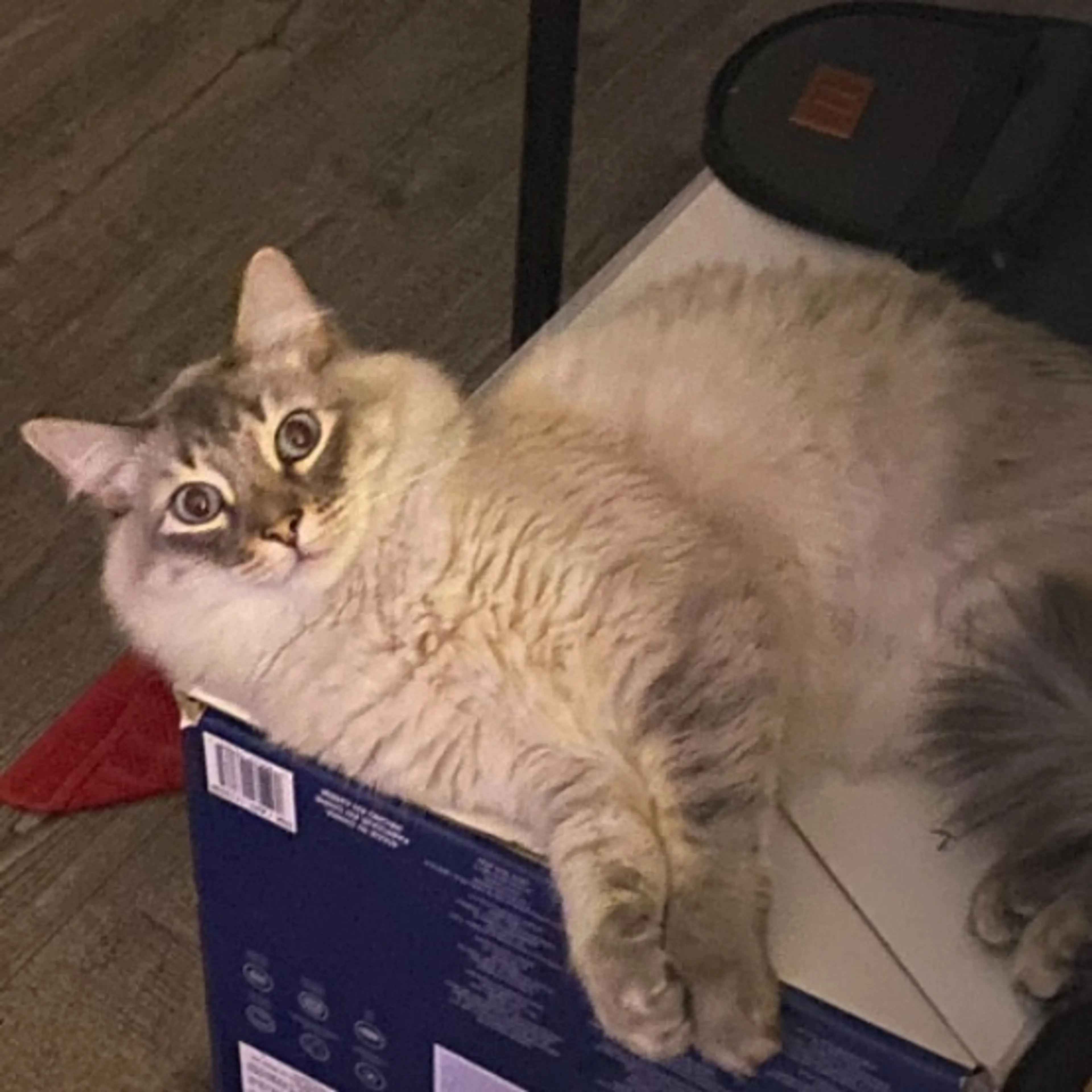 Lost pet