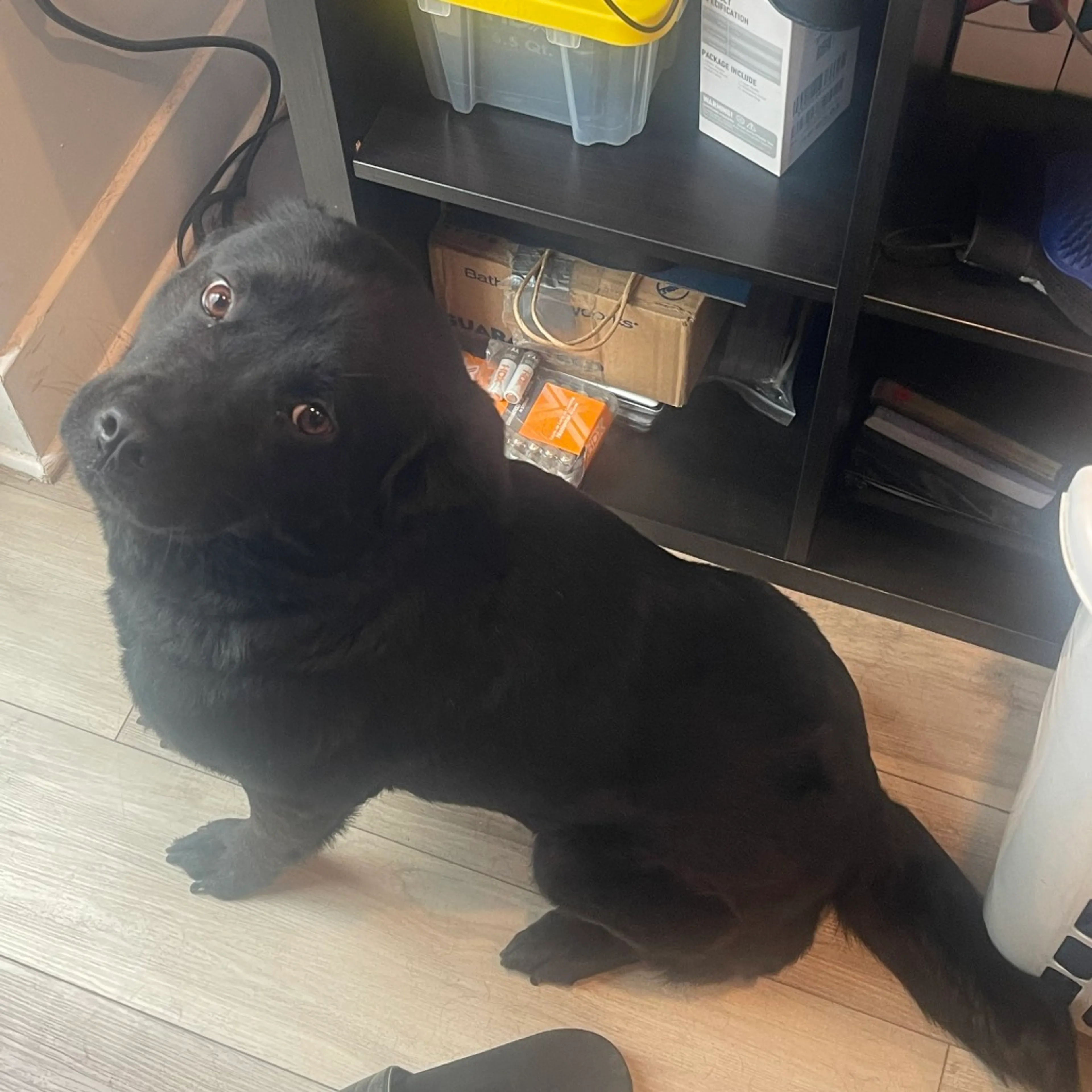 Found pet-1