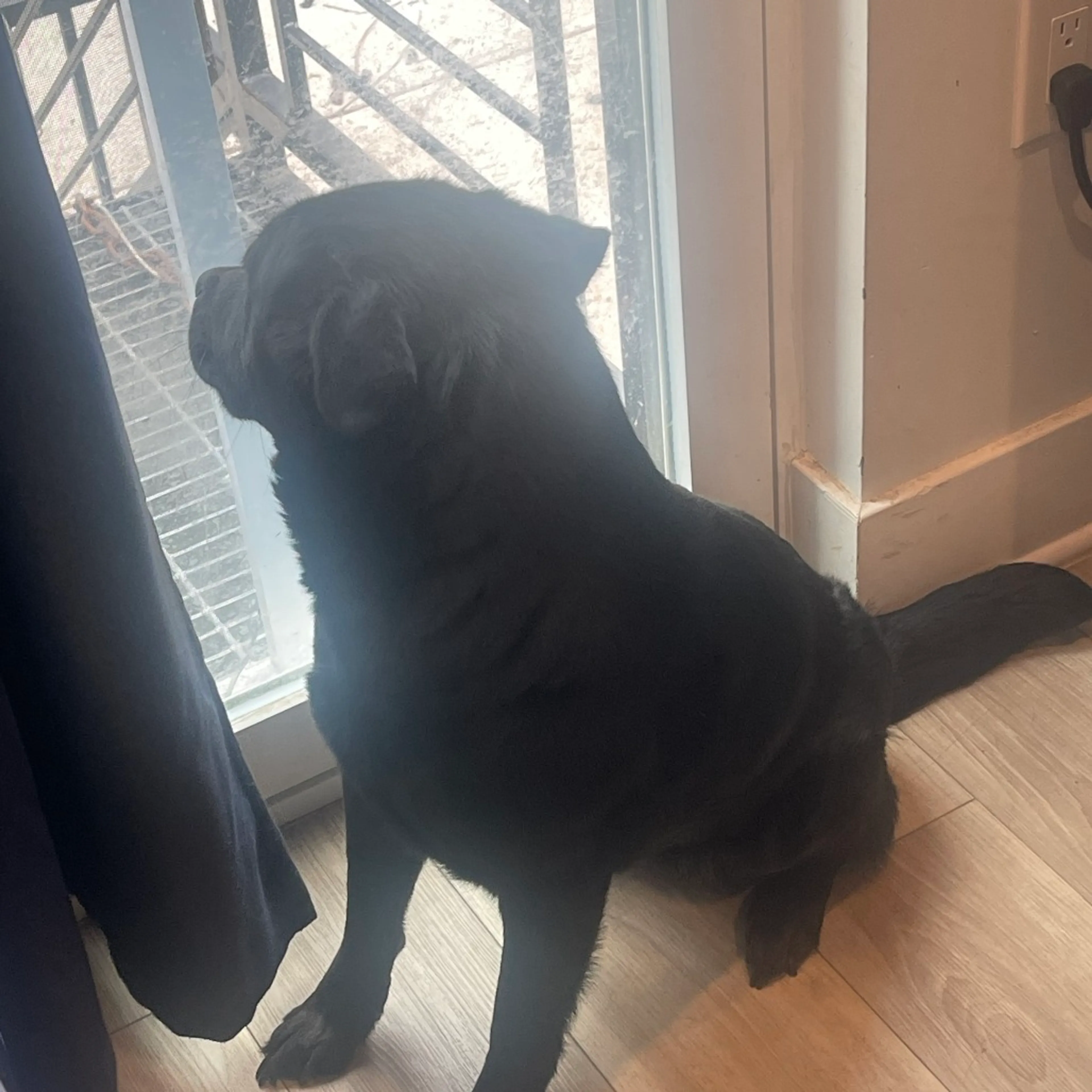 Found pet-2