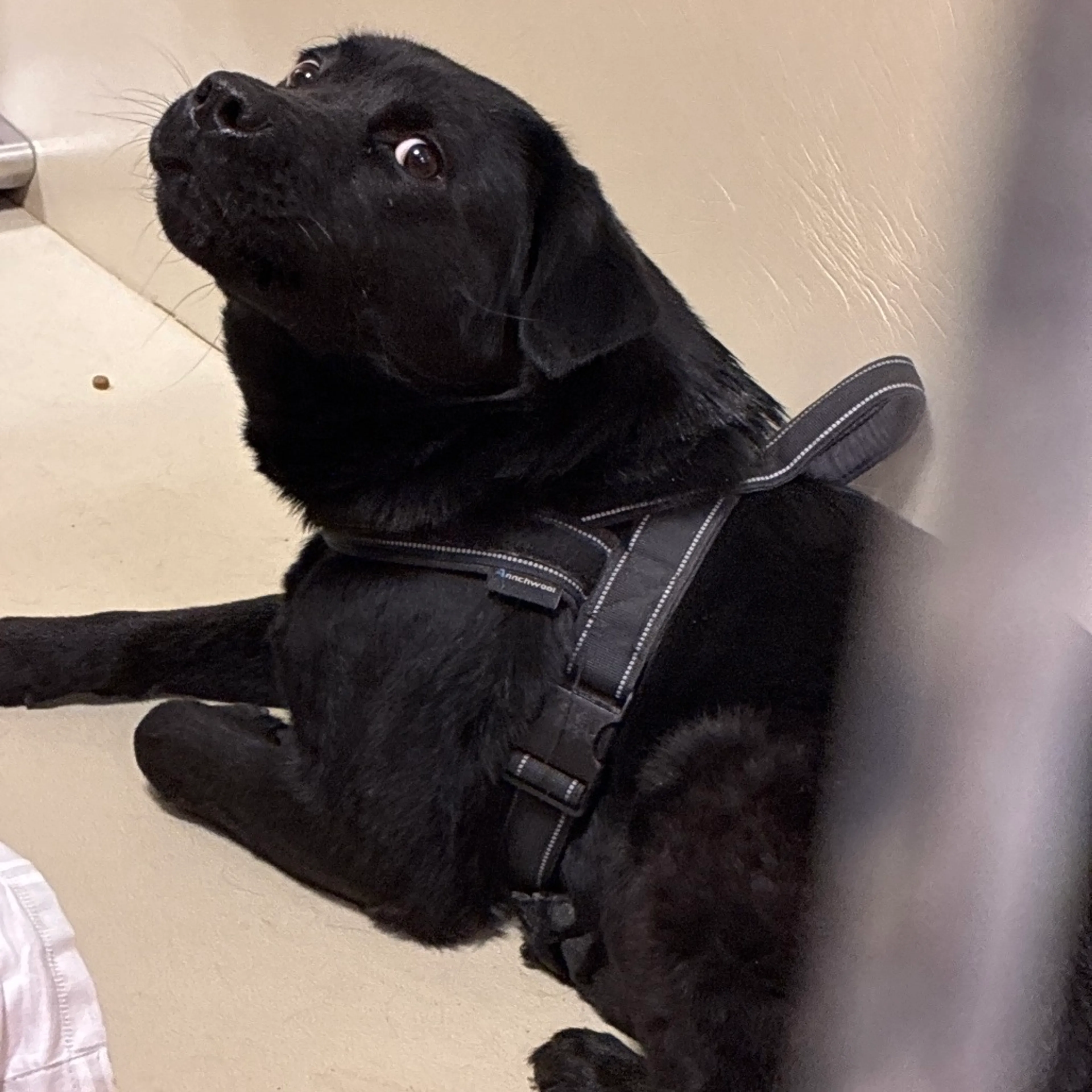 Found pet-3