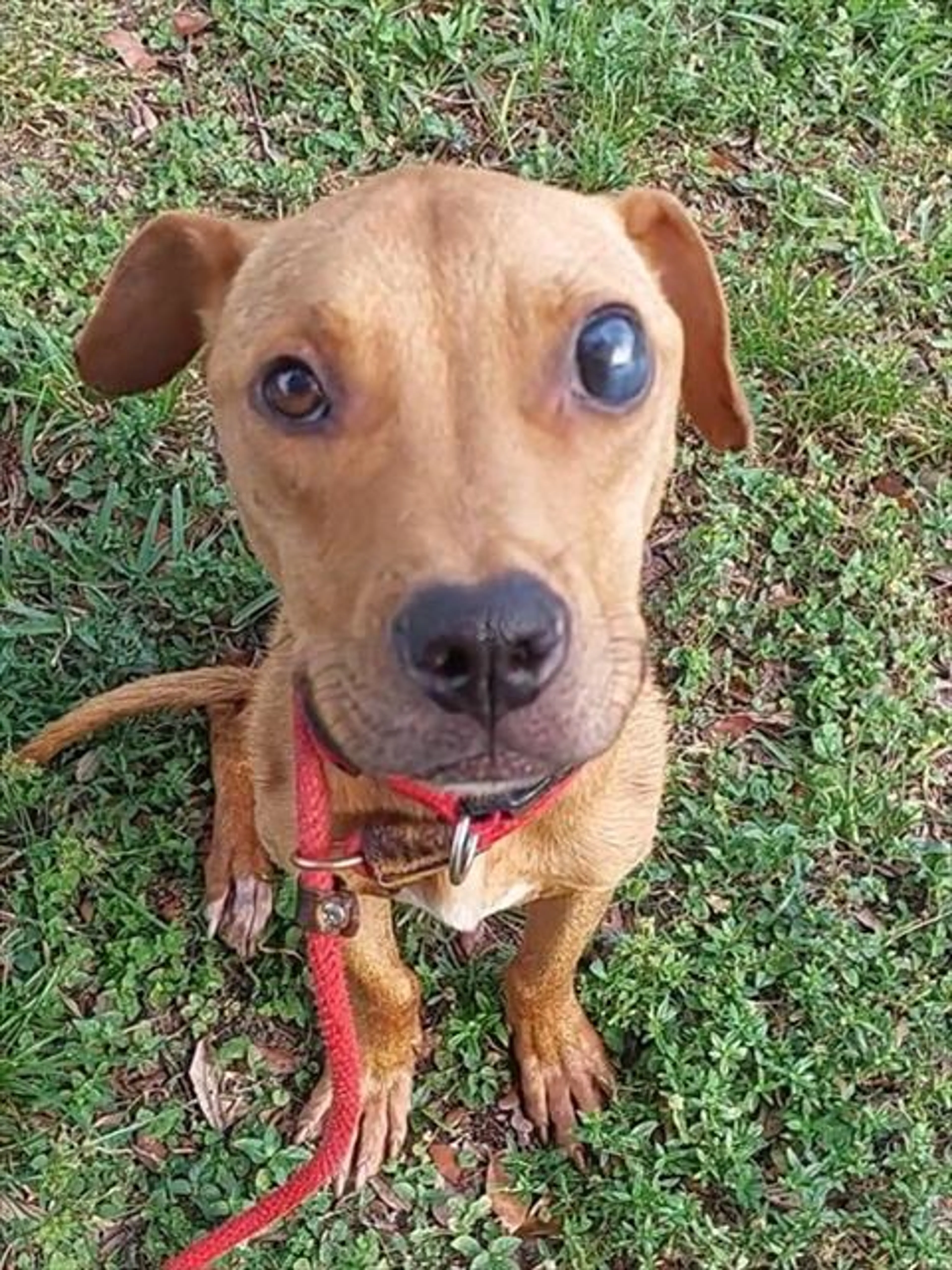 Found pet